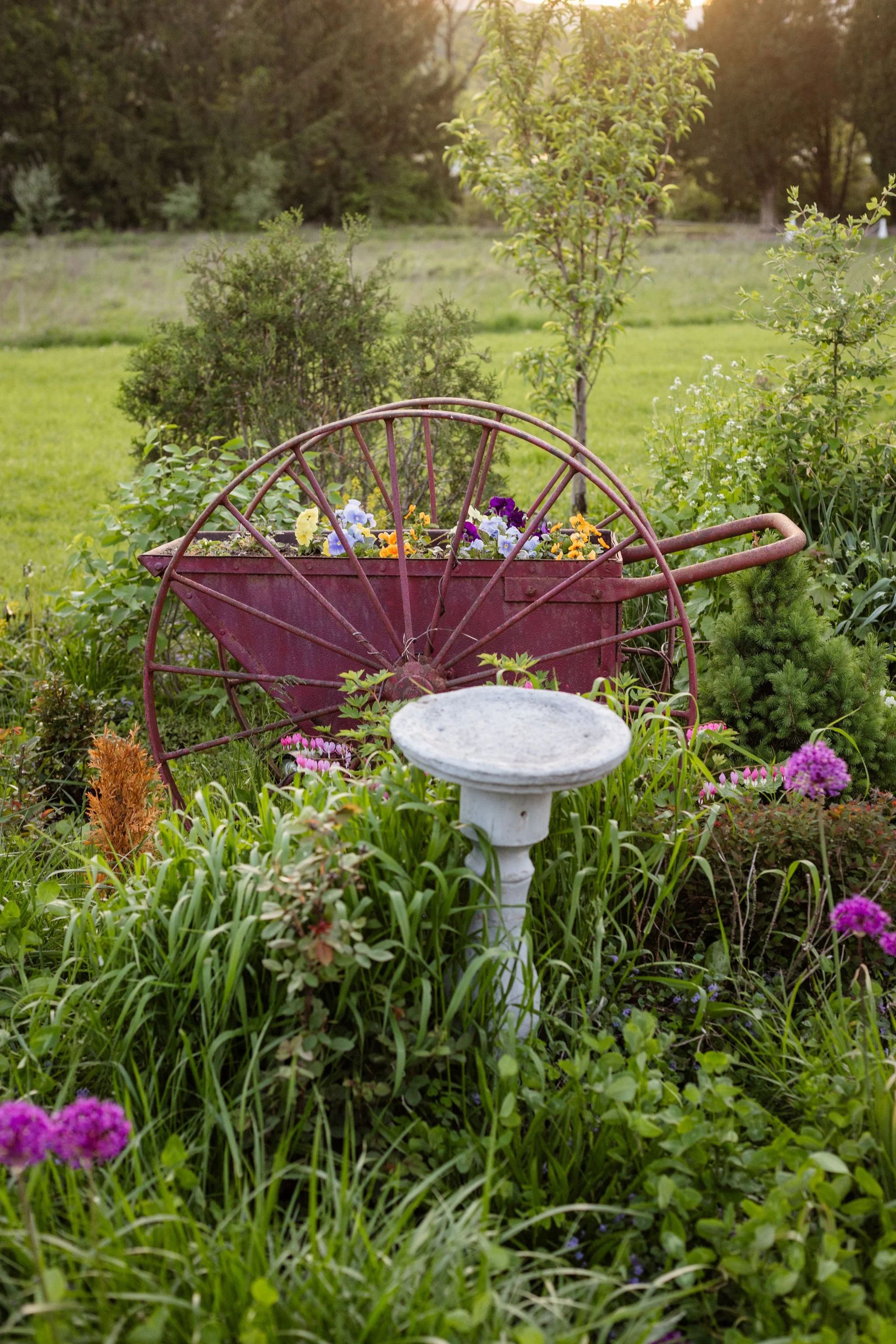 A garden scene featuring an old red wheelbarrow filled with flowers, surrounded by various green plants and flowers, with a birdbath in the foreground and trees and a grassy lawn in the background, bathed in warm sunlight.