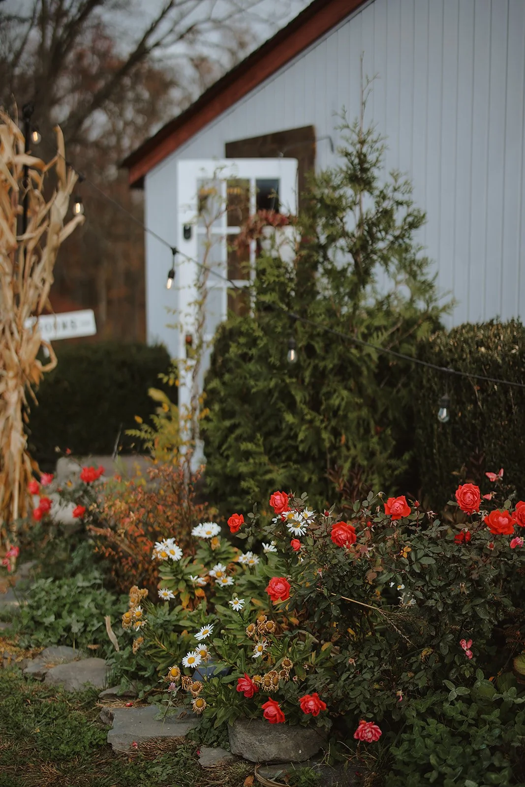 A garden with blooming red roses and white daisies in front of a white house with a brown roof and a small window, surrounded by evergreen trees, during dusk.