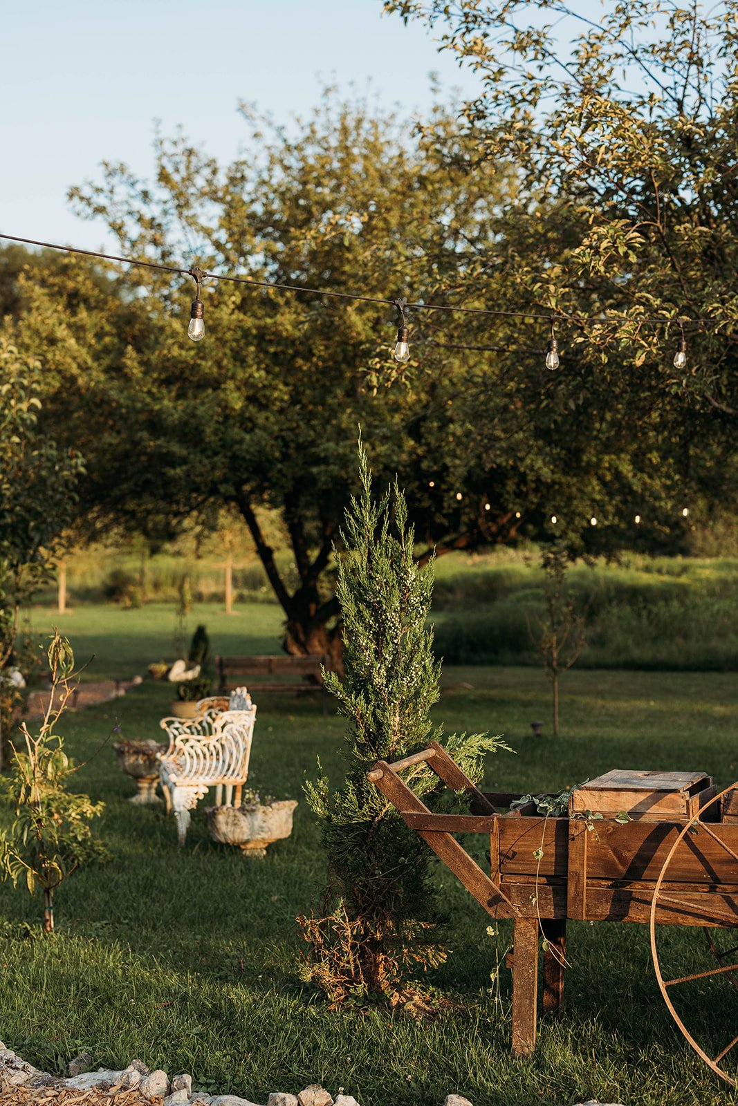 A backyard with string lights, a small evergreen tree, a wooden cart, outdoor benches, and lush green trees in the background during sunset.