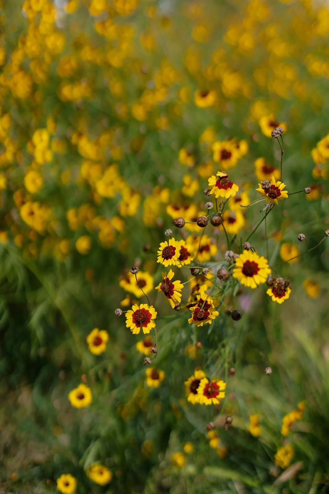 Yellow and red wildflowers in a field.