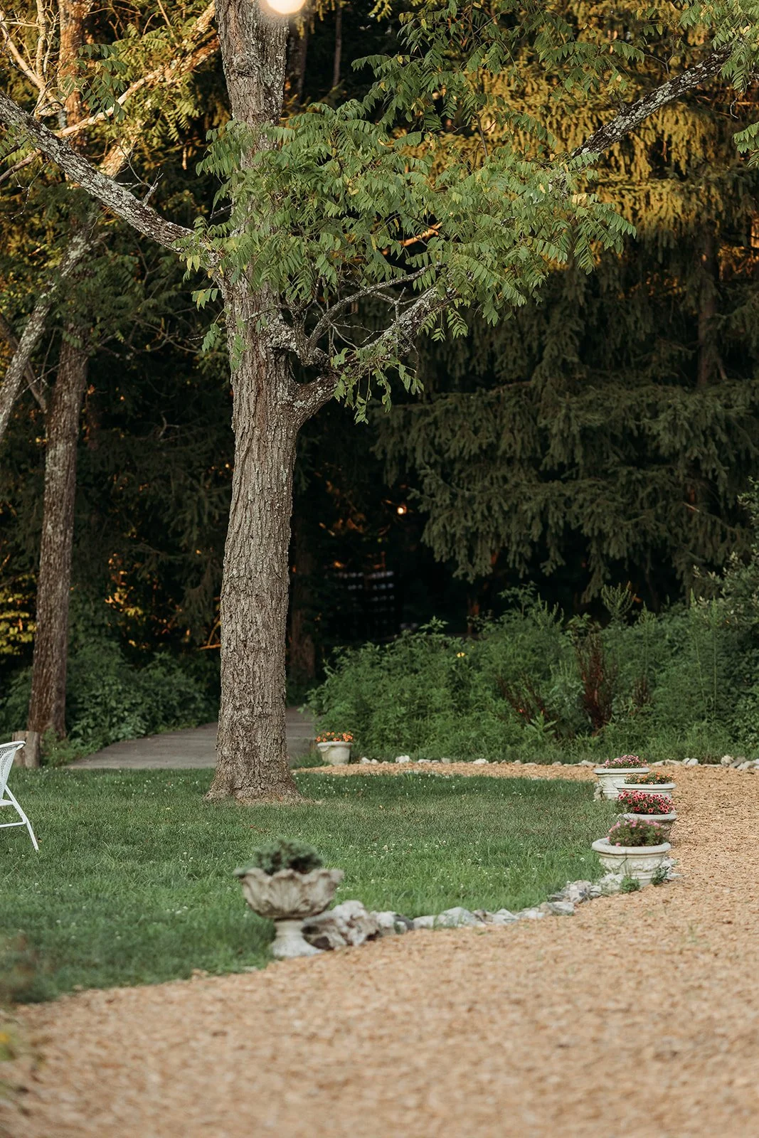 A garden scene with a large tree, potted flowers along a gravel path, and a grassy lawn, surrounded by bushes and trees in the background during early evening.