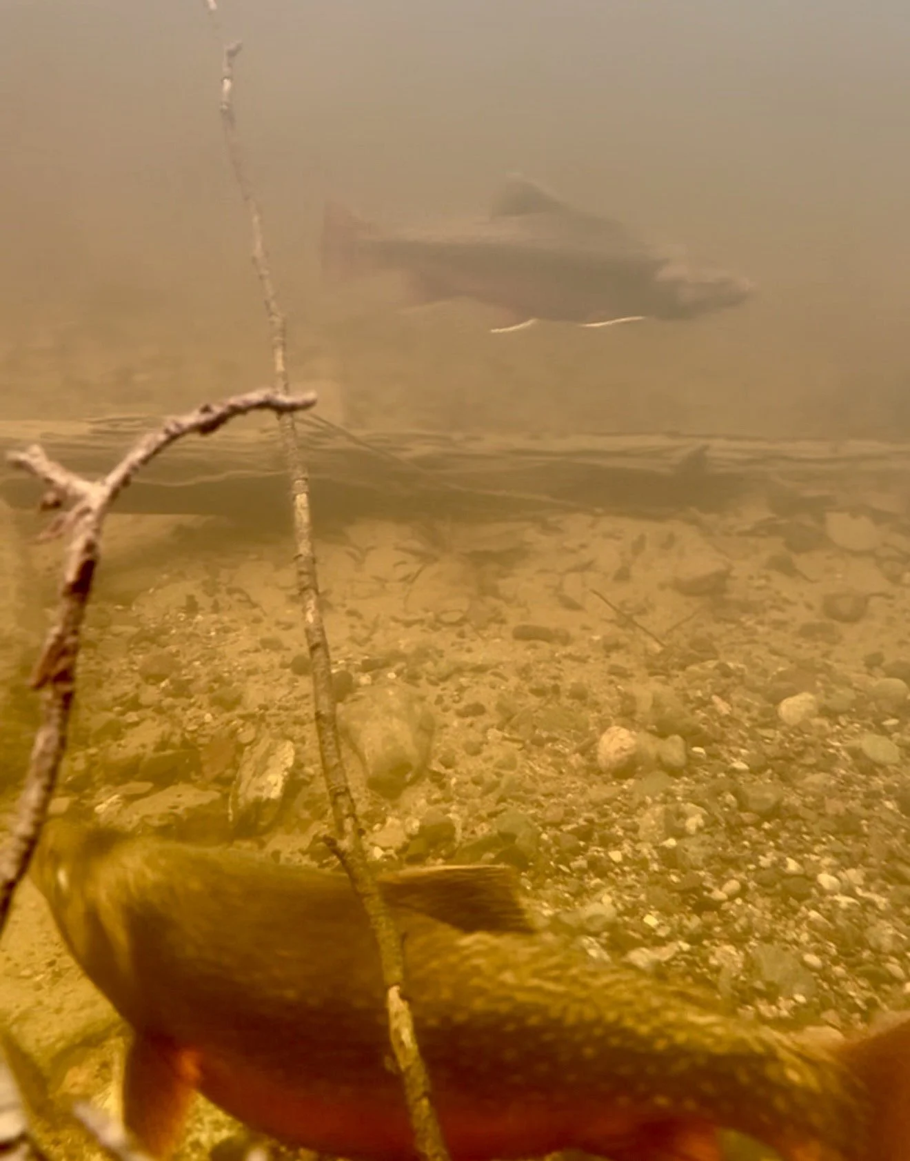 I deliberately keep brook trout content quiet on Lake Nipigon.
