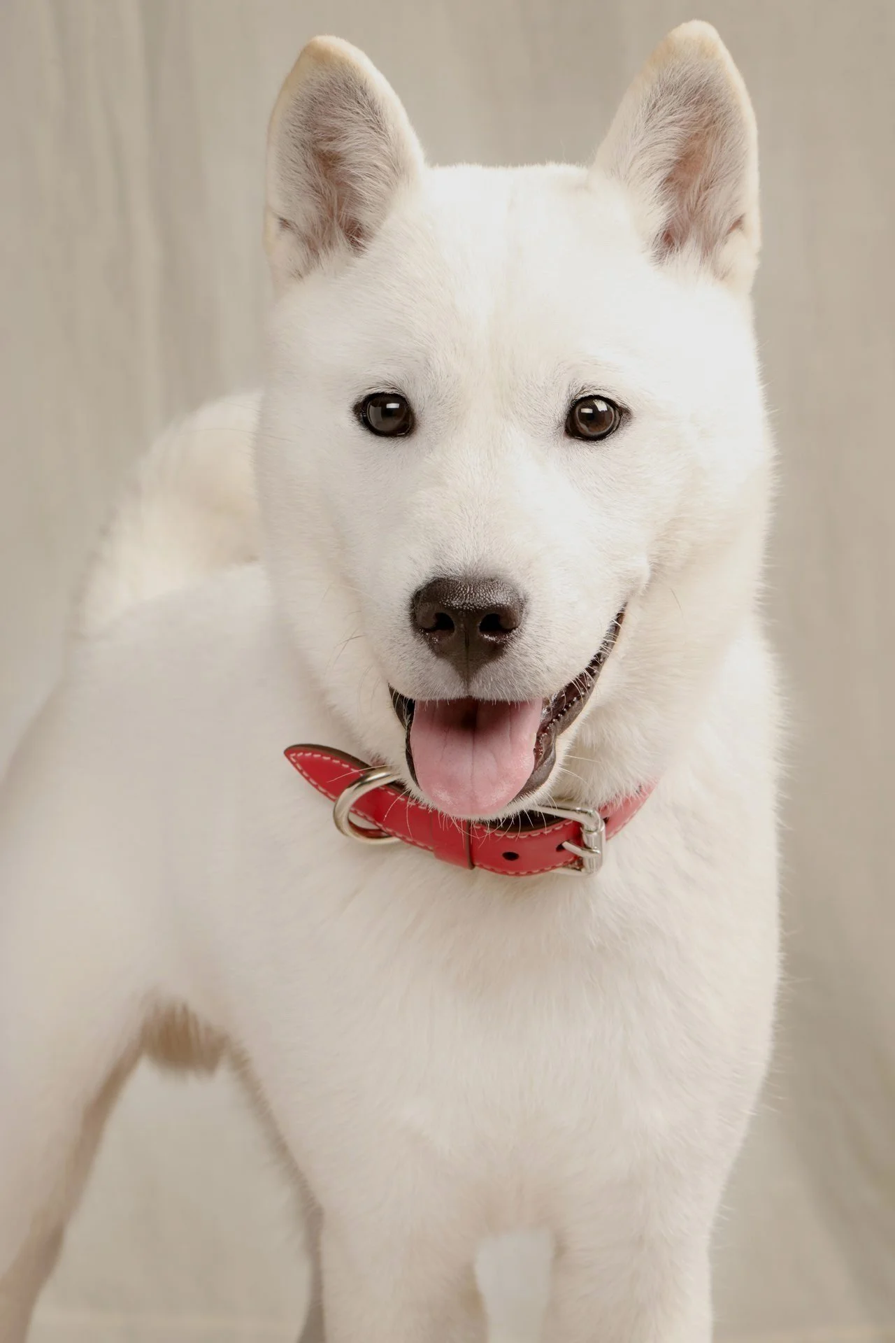 PuppyClub1215_Instagram_v4.jpg