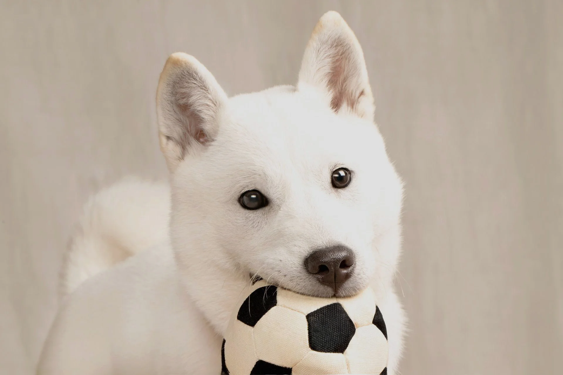 PuppyClub1213_instagram_2025.jpg