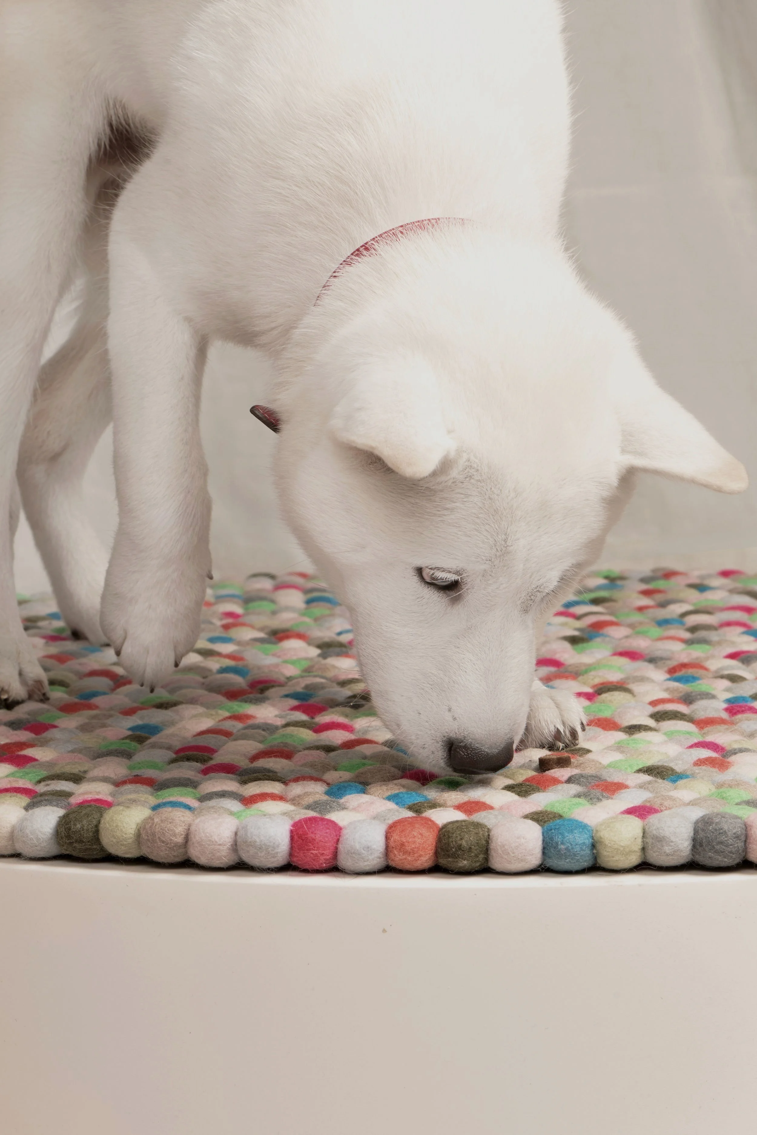 PuppyClub_Instagram_1219.jpg