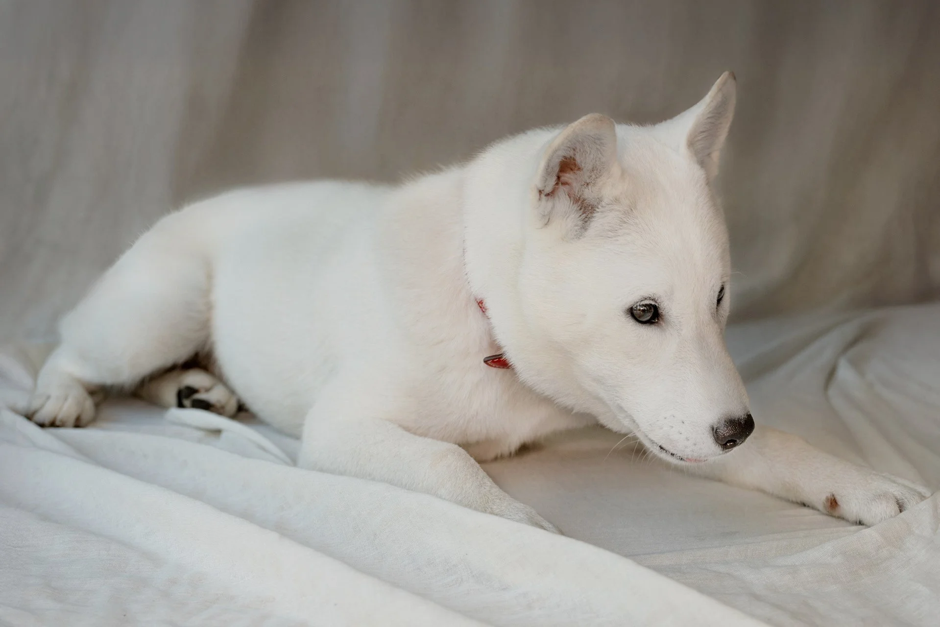 PuppyClub_Instagram_DSC3562.jpg
