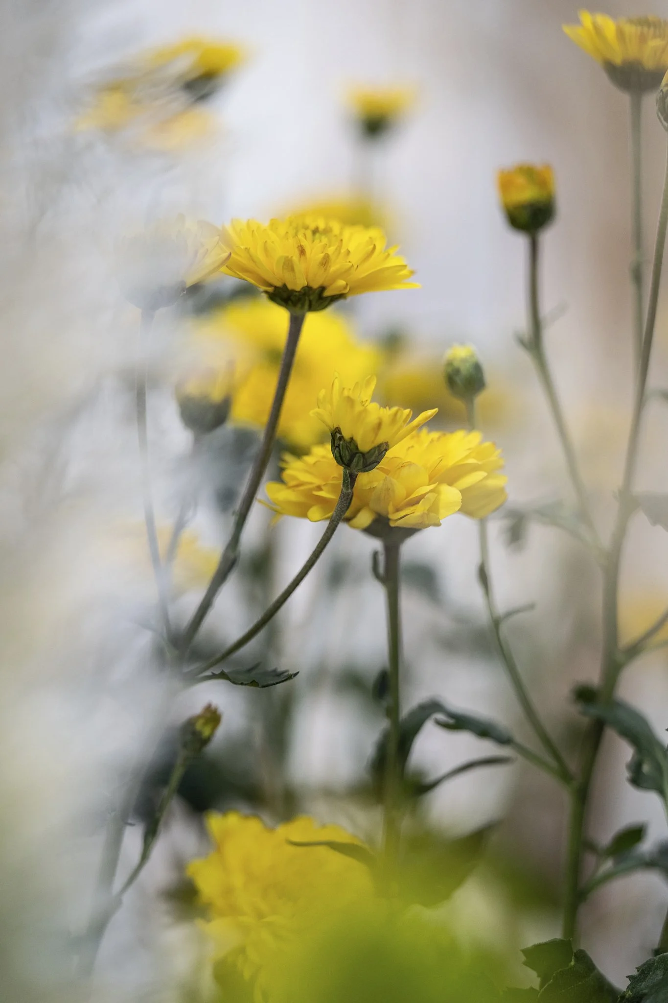 manuelagossweilerphotography-5535.jpg