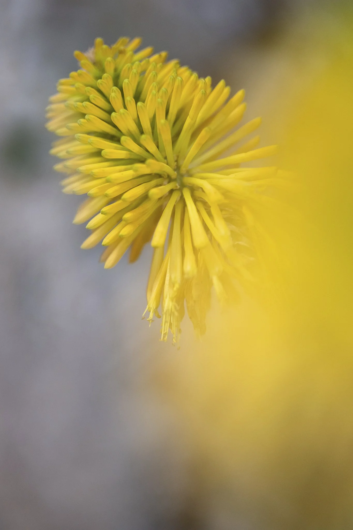manuelagossweilerphotography-5530.jpg