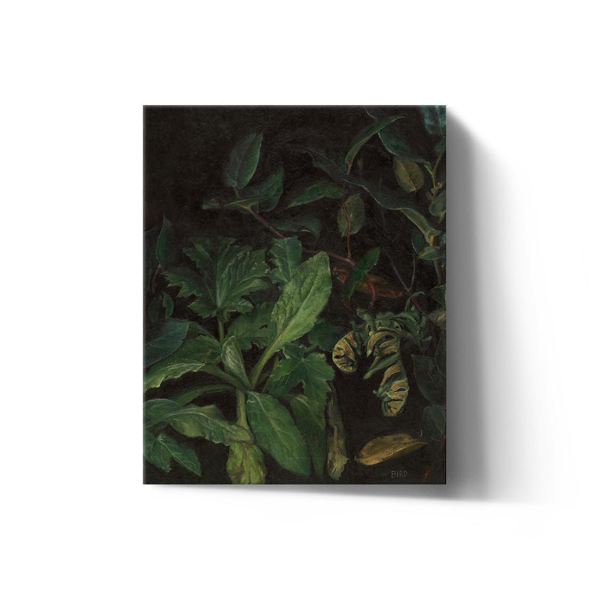 Forest Still Life — Sarah Bird