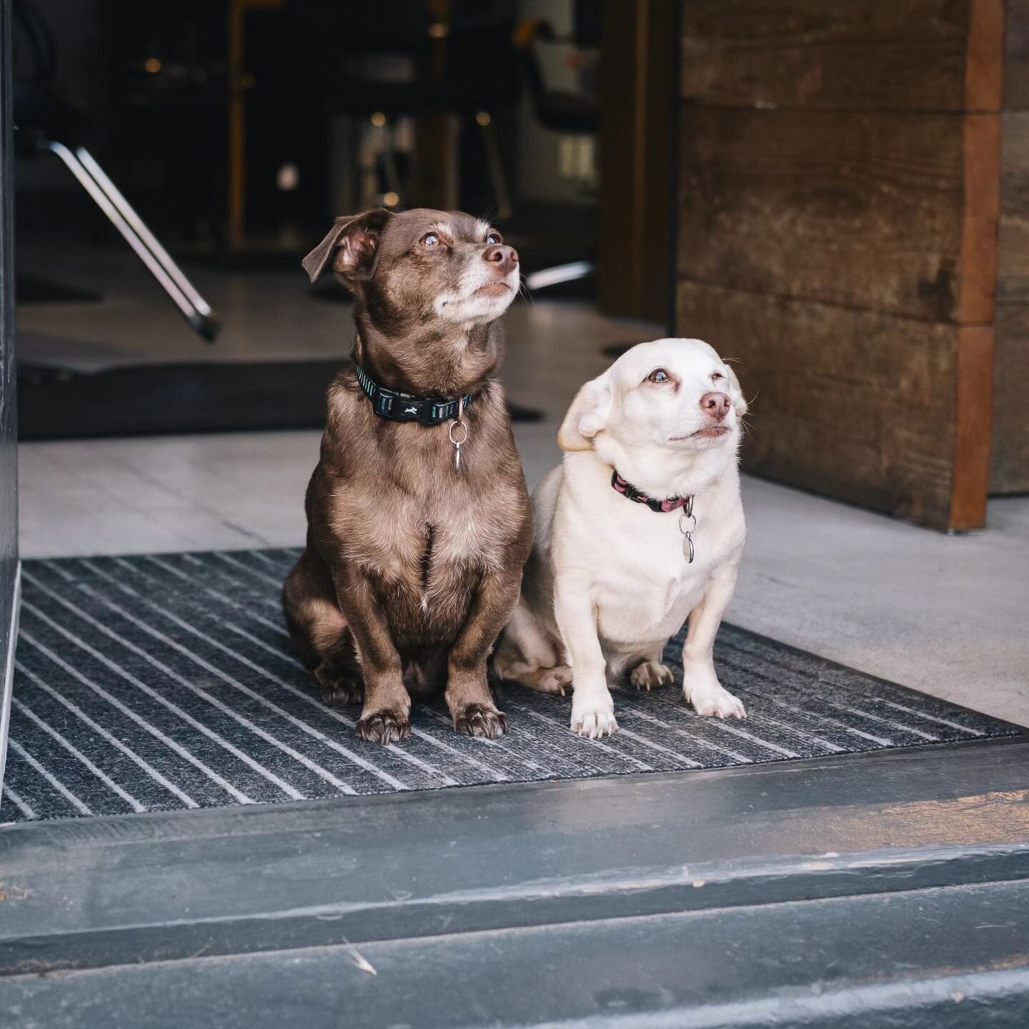 Milo and Otis 🐾
Our shop dogs would like to remind you that we are dog friendly. Feel free to bring your dogs to your appointment 
Photo by @doncraigphoto

#dogsofinstagram #yyjdogs #fernwood #local #dogfriendly