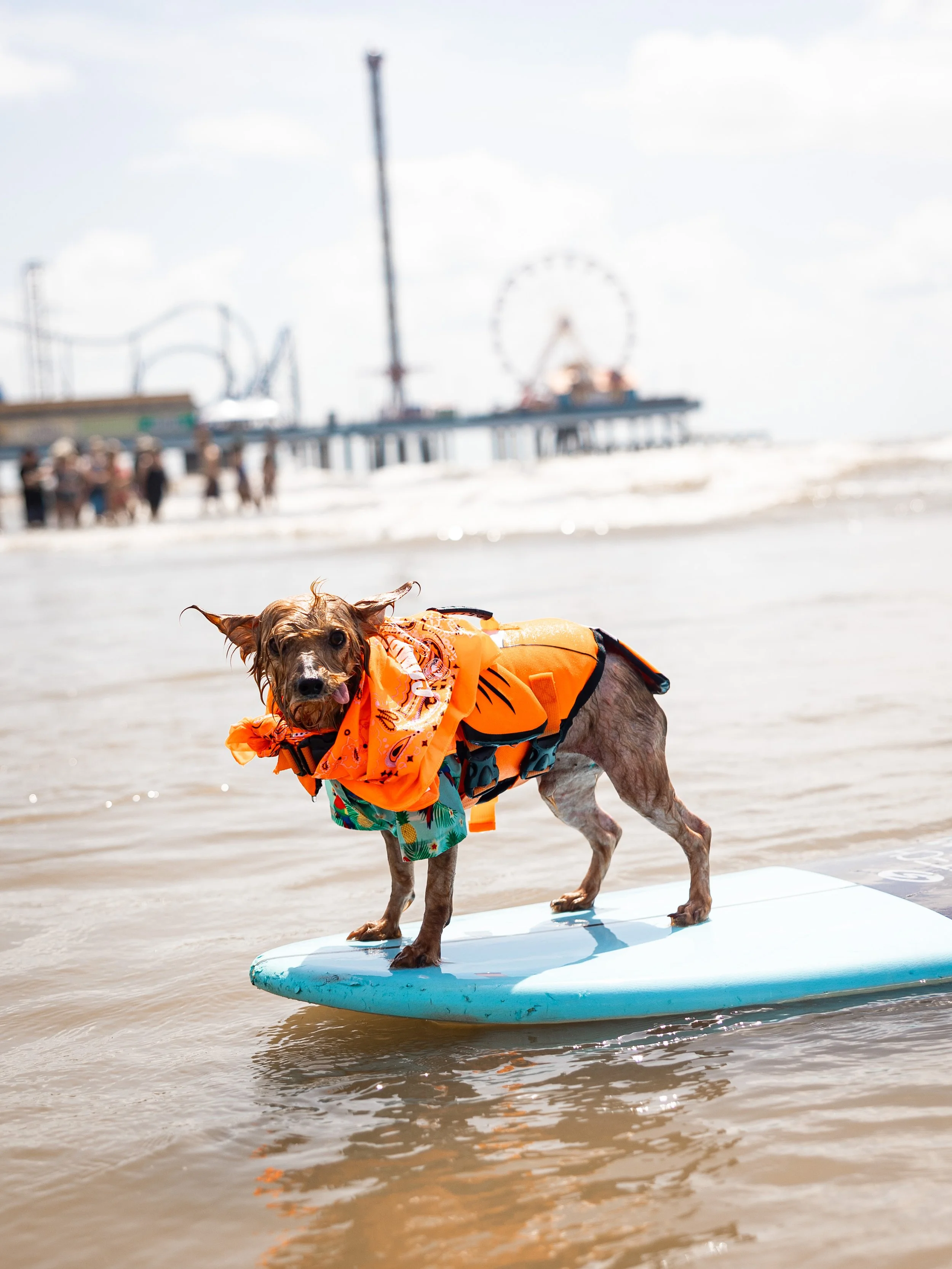 07_18_26_surf_dog_0360.jpg
