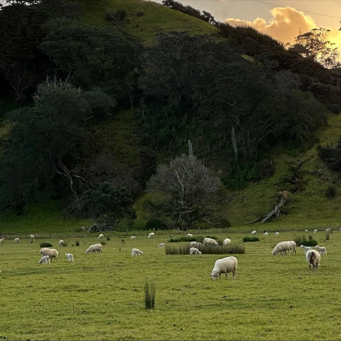 All the small things living in magical Warkworth 🌸🍃
We love this time of year….