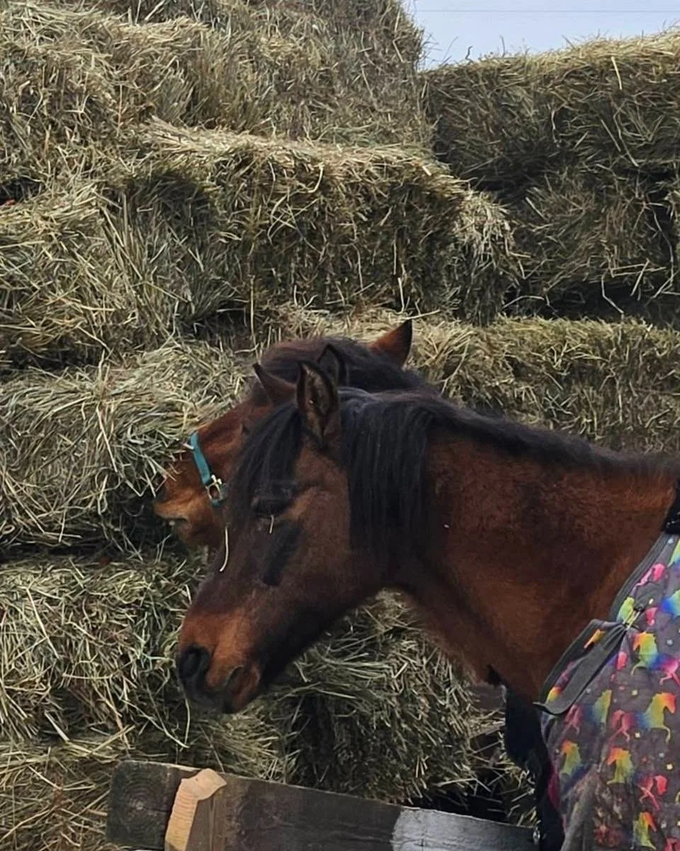 At The Beauty Architects, we are proud to sponsor and support Billy Joel at @unconventionalcowgirl. When he arrived, Billy Joel was in a dire state, with a body score of just two out of nine, nearly at the end of his journey. Today, thanks to the com