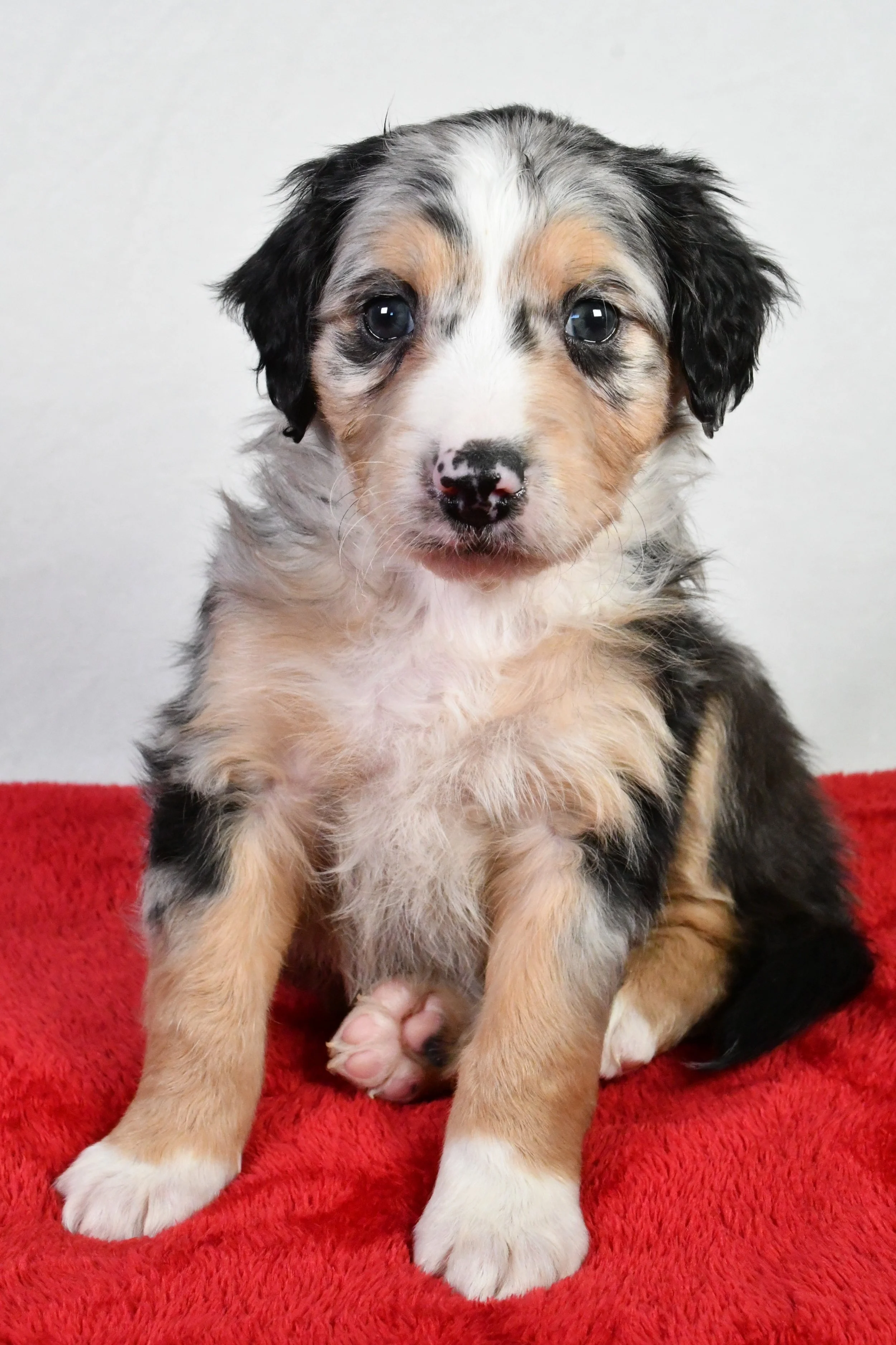 Puppies Available for Adoption — Adorable Pups