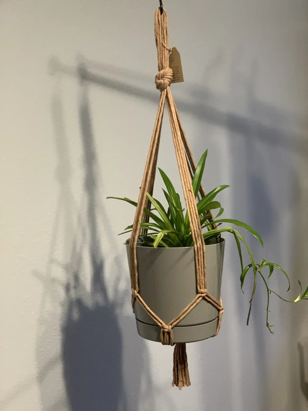 Simplicity" Plant Hanger  Alaskan Forget Me Knot Macrame
