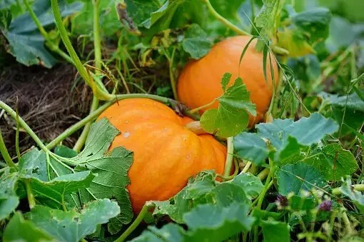 Fundraiser - Pumpkins (to take home & to smash or carve during your visit)