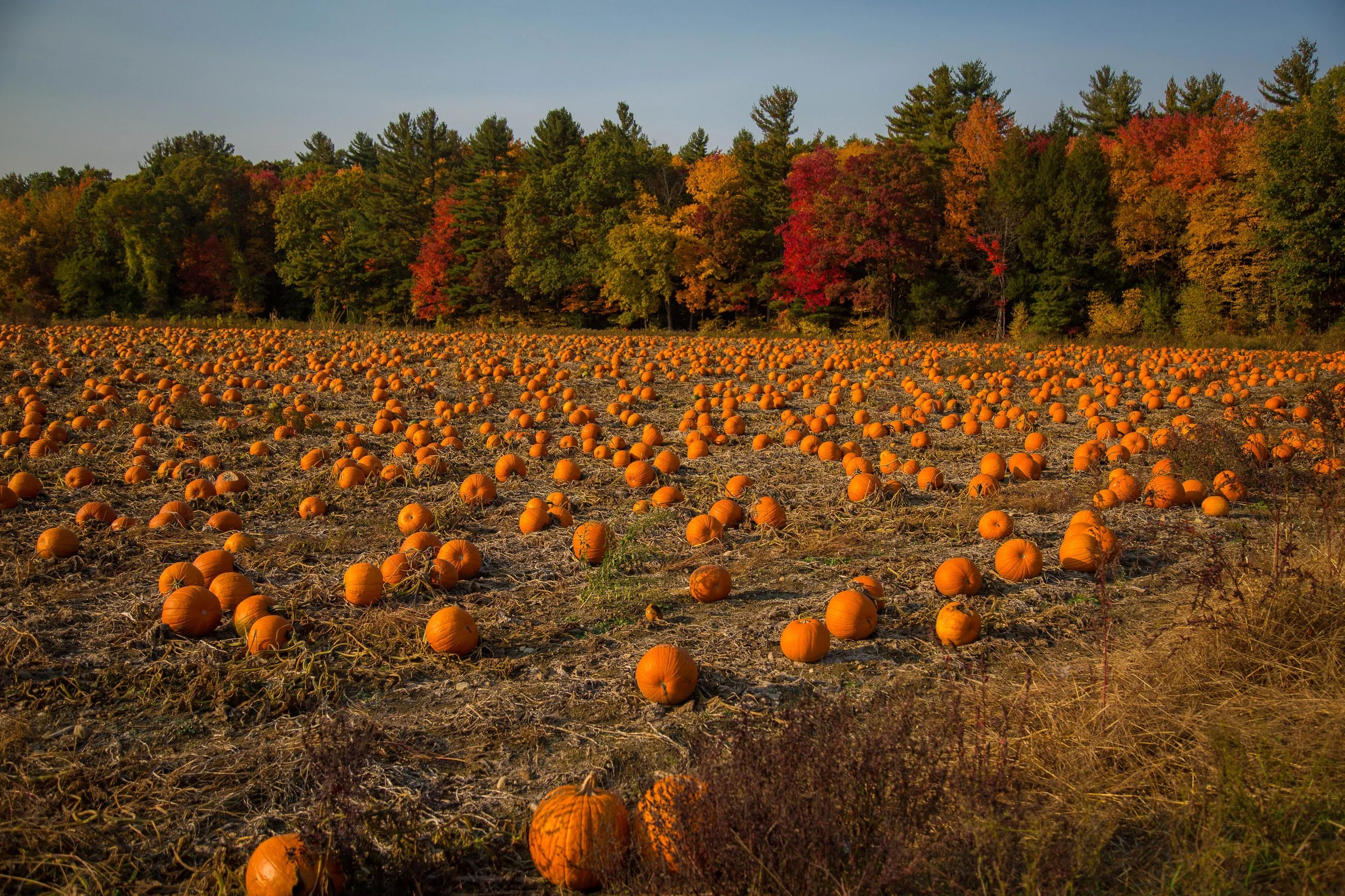 Fundraiser - Wed, Oct 28, 2026 - 3:30pm