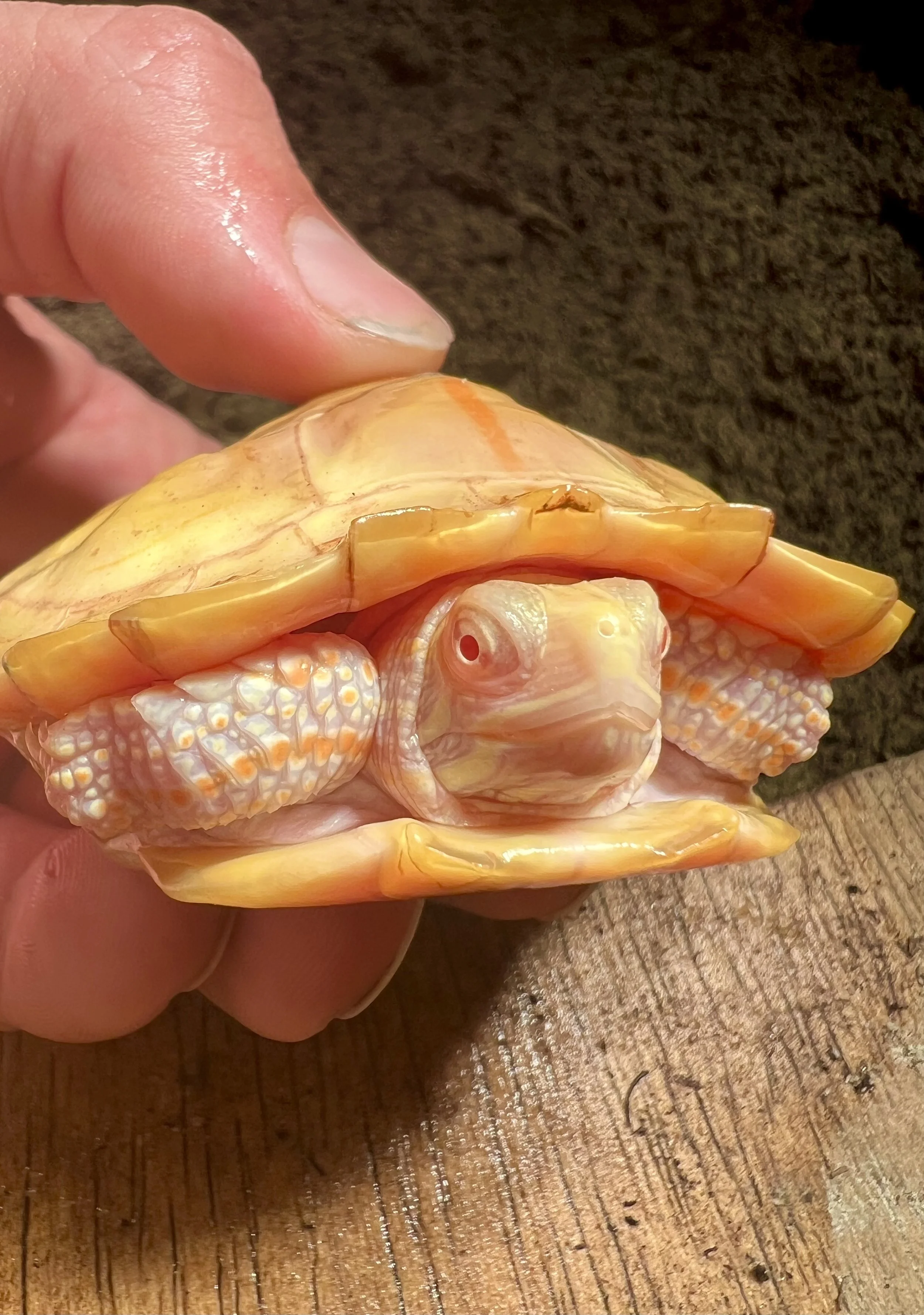 Albino Shells
