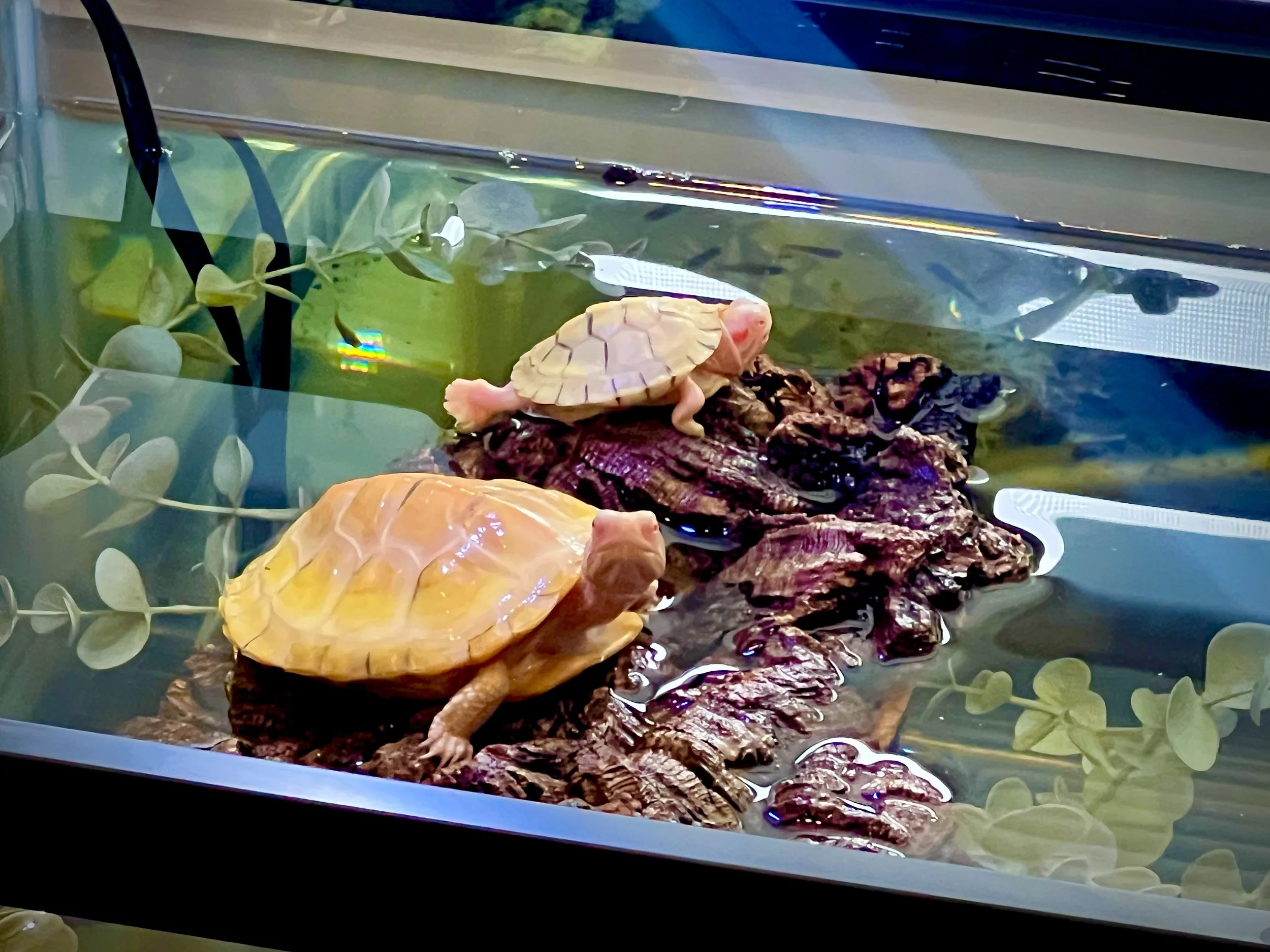 Albino Turtle Shell Color Albino Shells