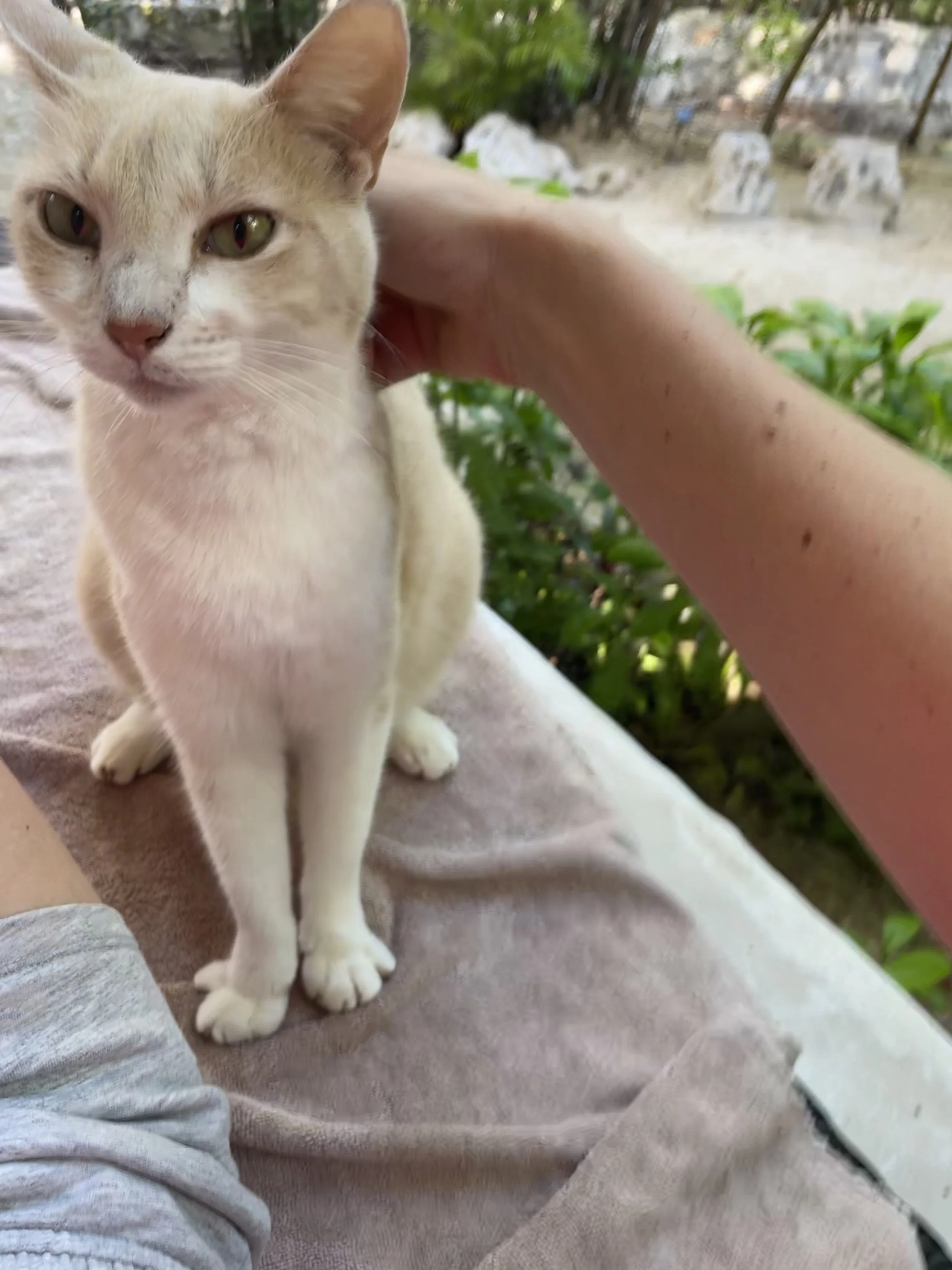 Isla Holbox Kitten