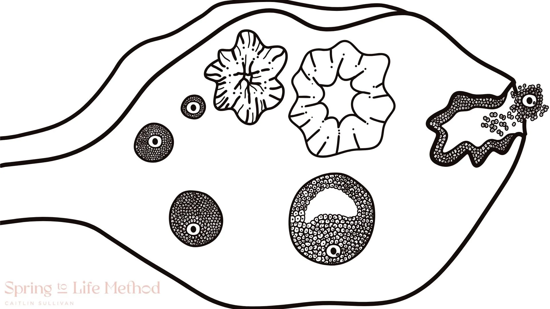 Ovulation: The Main Event of Your Cycle