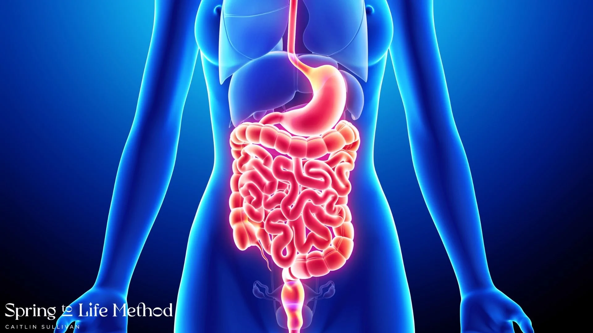 Your Gut on the Pill: How Hormonal Birth Control Impacts Digestion, Hormones, and Overall Health