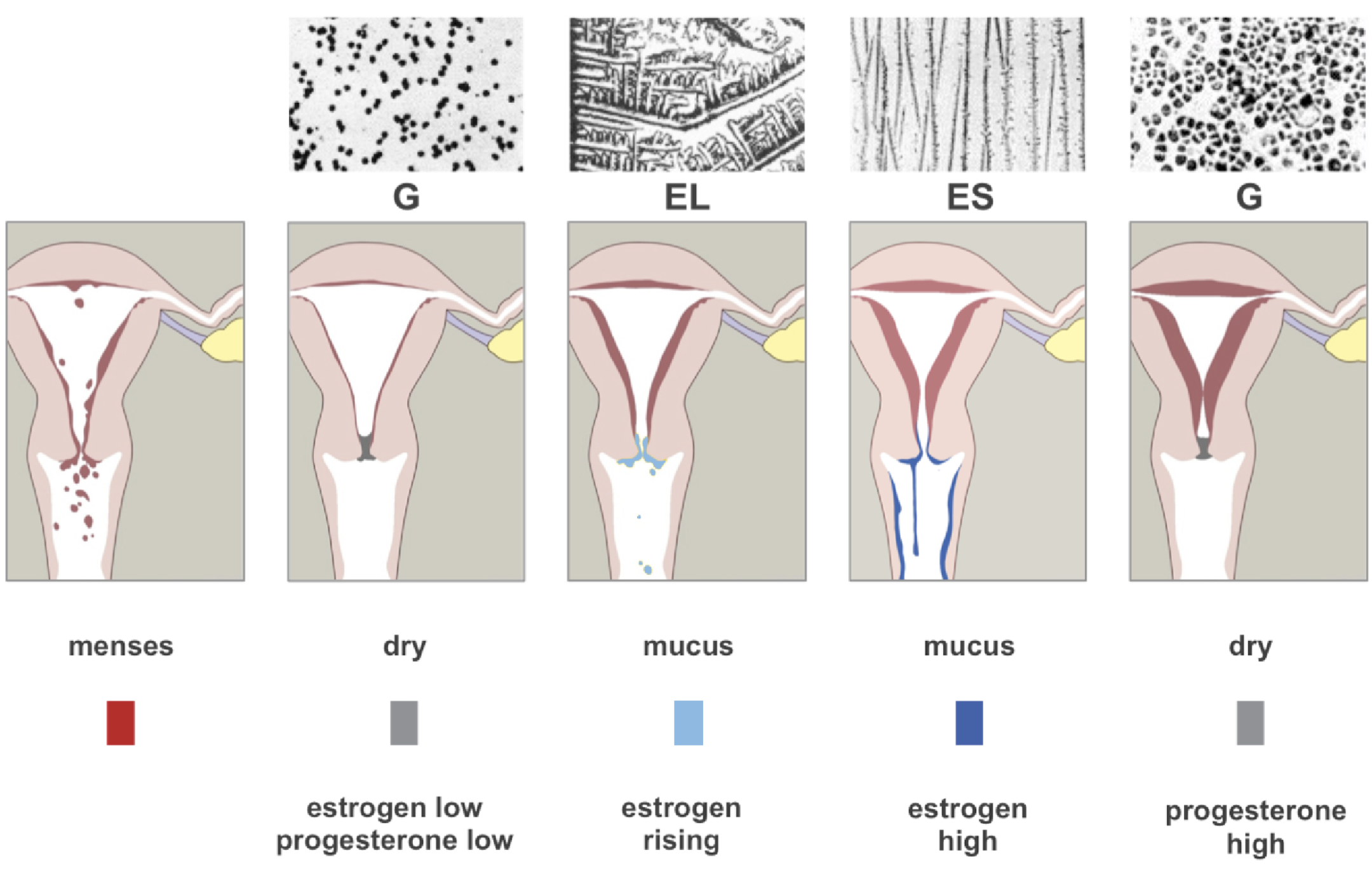 How Cervical Mucus Can Help You Identify Your Fertile Window (Even Without Apps or Devices)