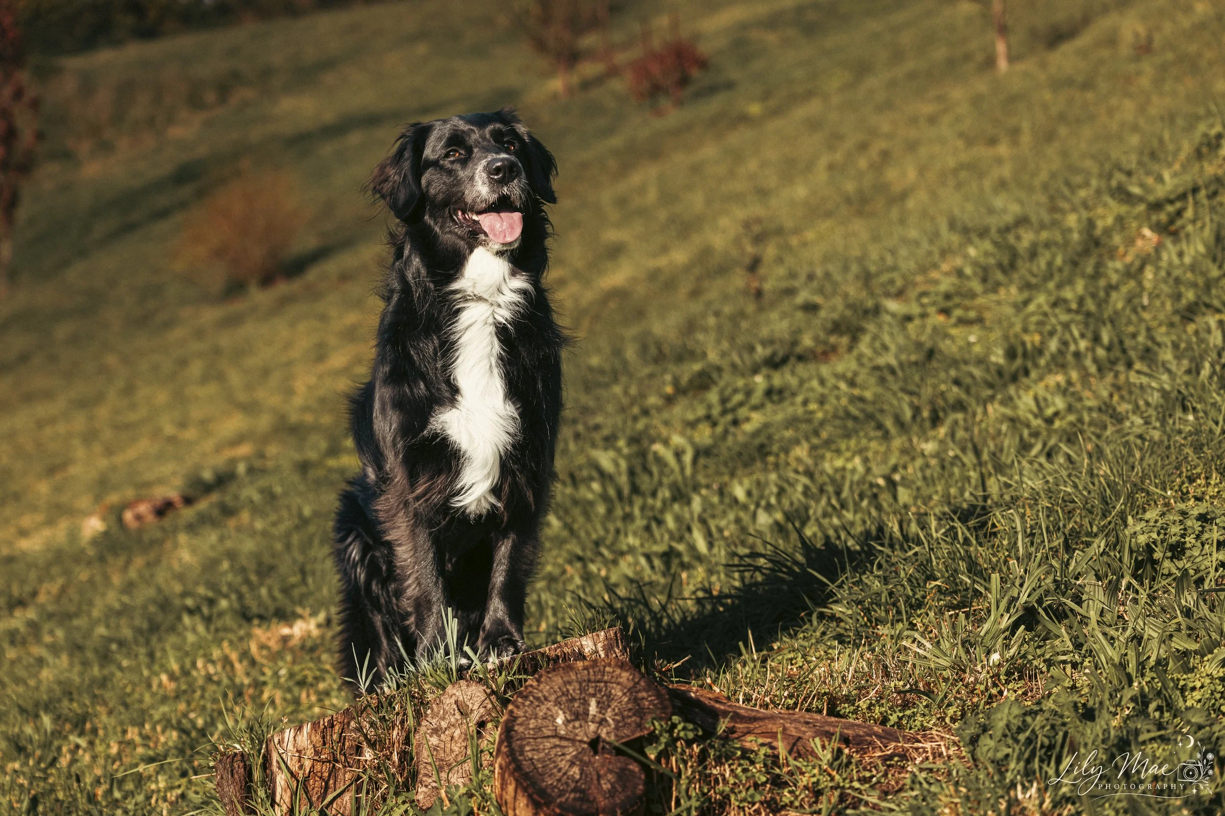 Pet Photography