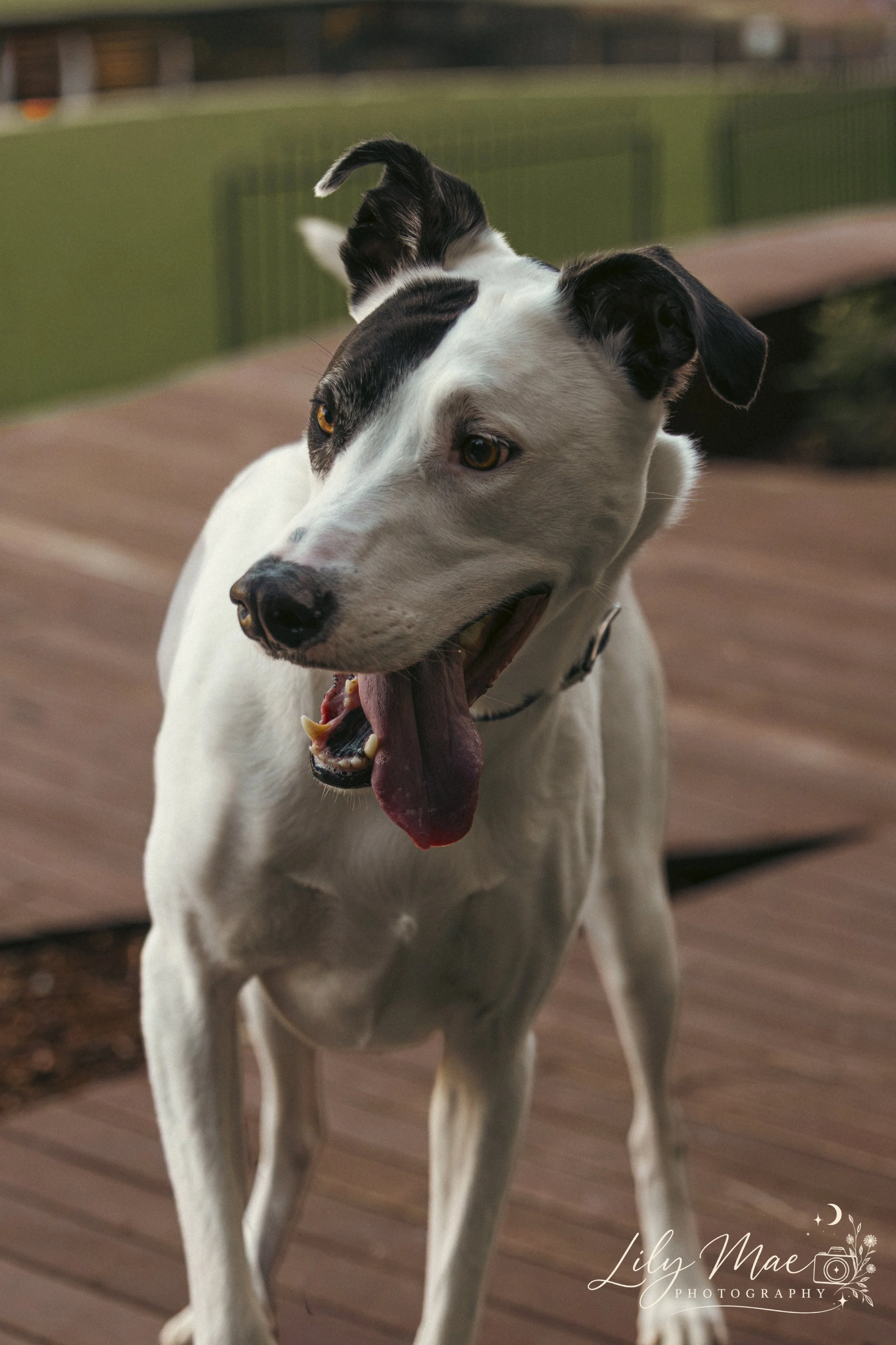 Floss-11.jpg