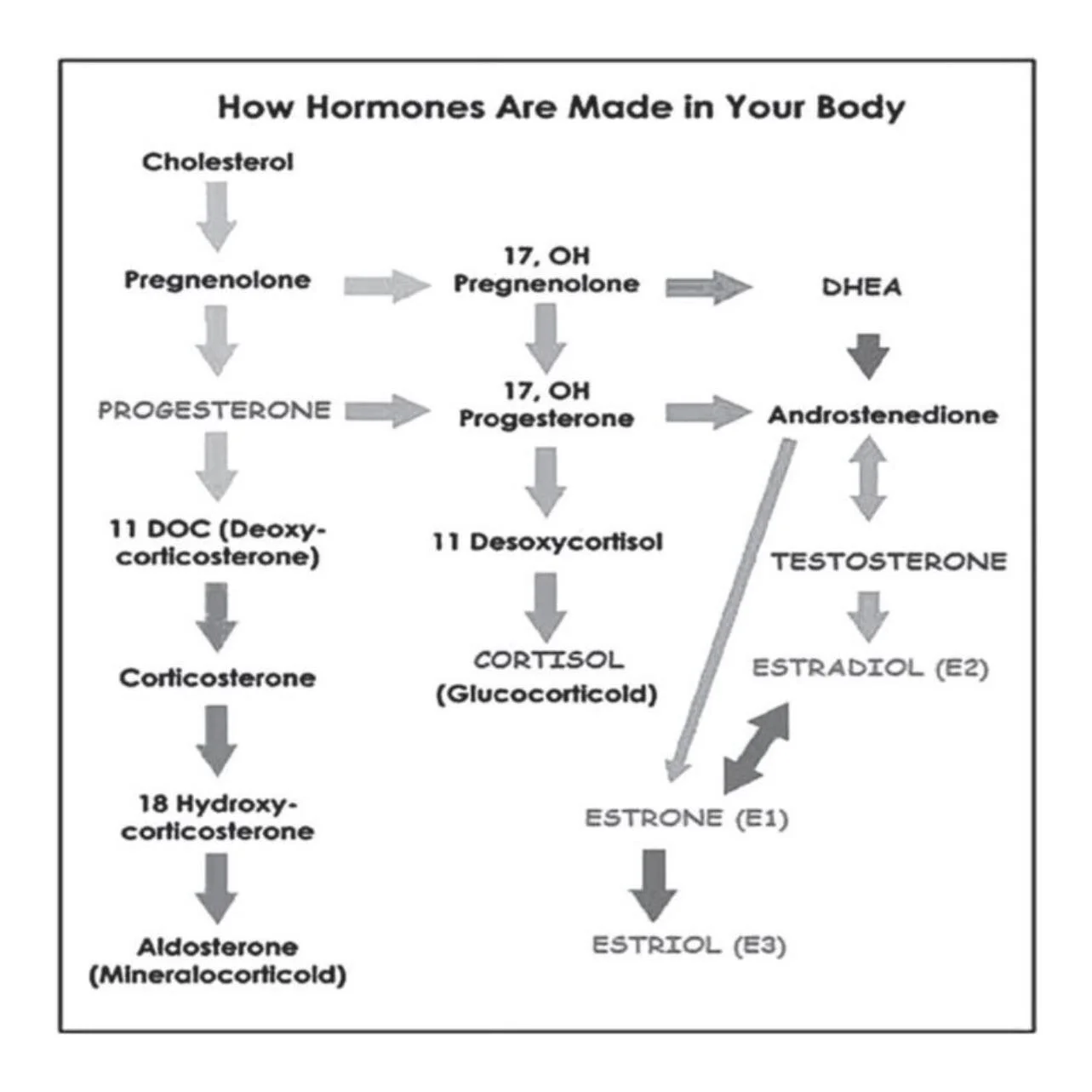 A simple explanation of why lowering cholesterol through diet or statins is a bad idea. Cholesterol is a precursor to all of our sex hormones. Without it we won&rsquo;t have adequate progesterone which is essential for fertility. You also have no cha