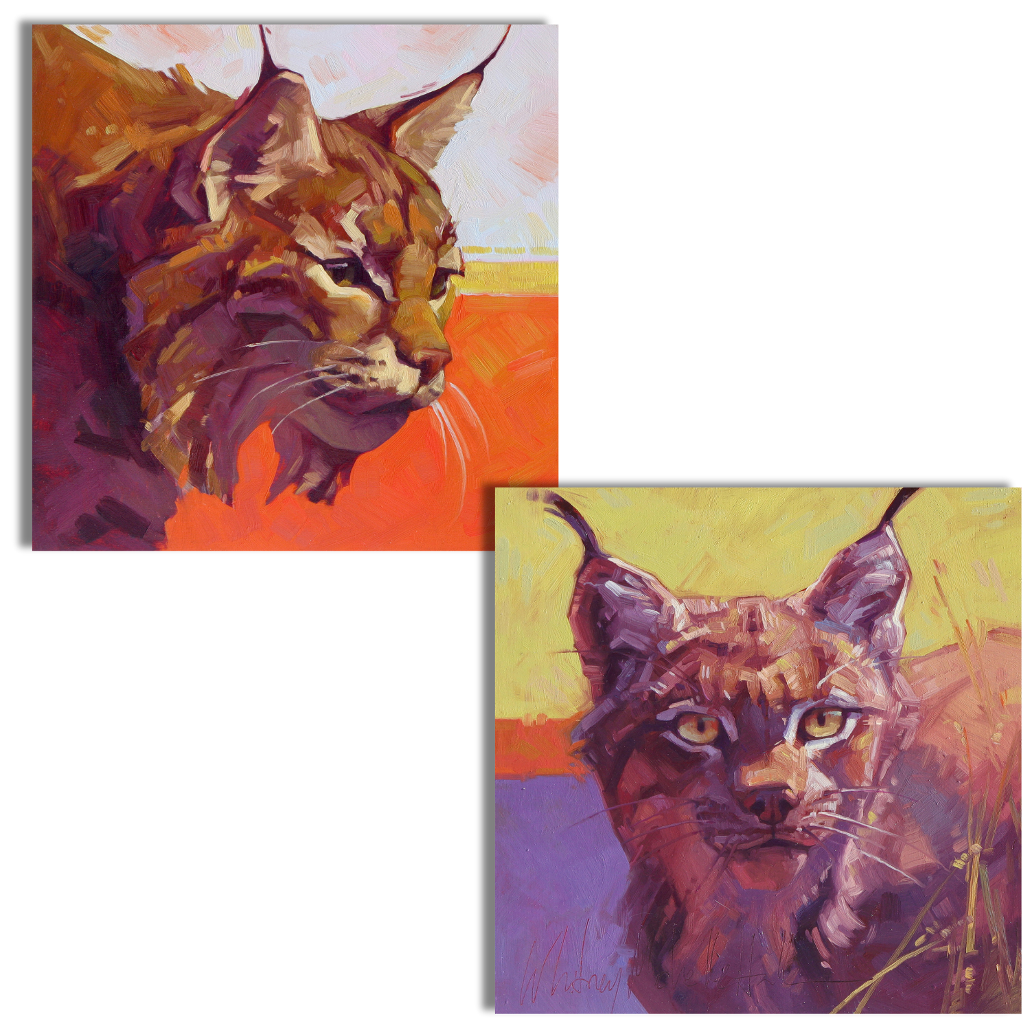 Wildcats Print Singles & Set