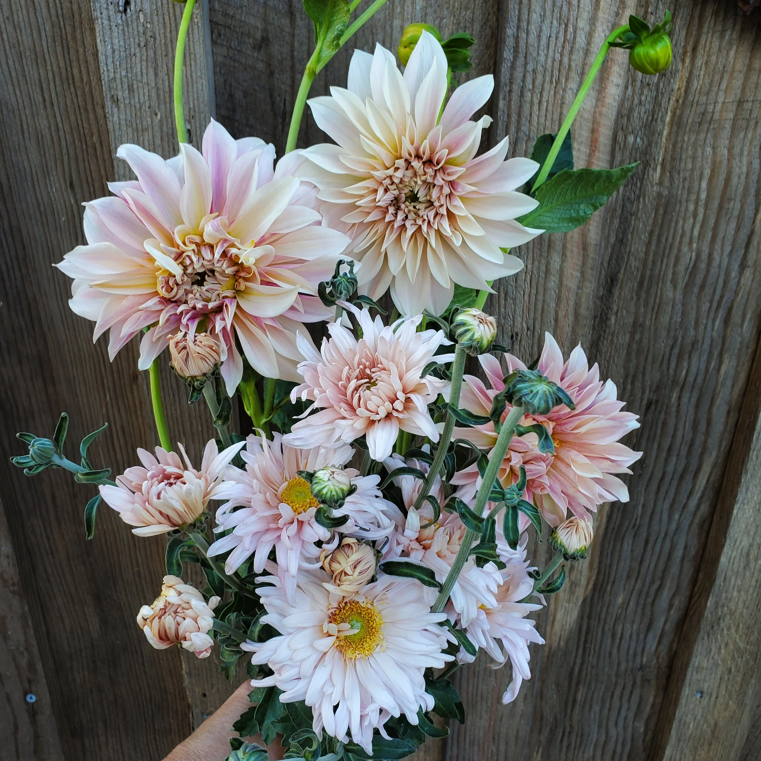 cafe au late dahlia 4.jpg