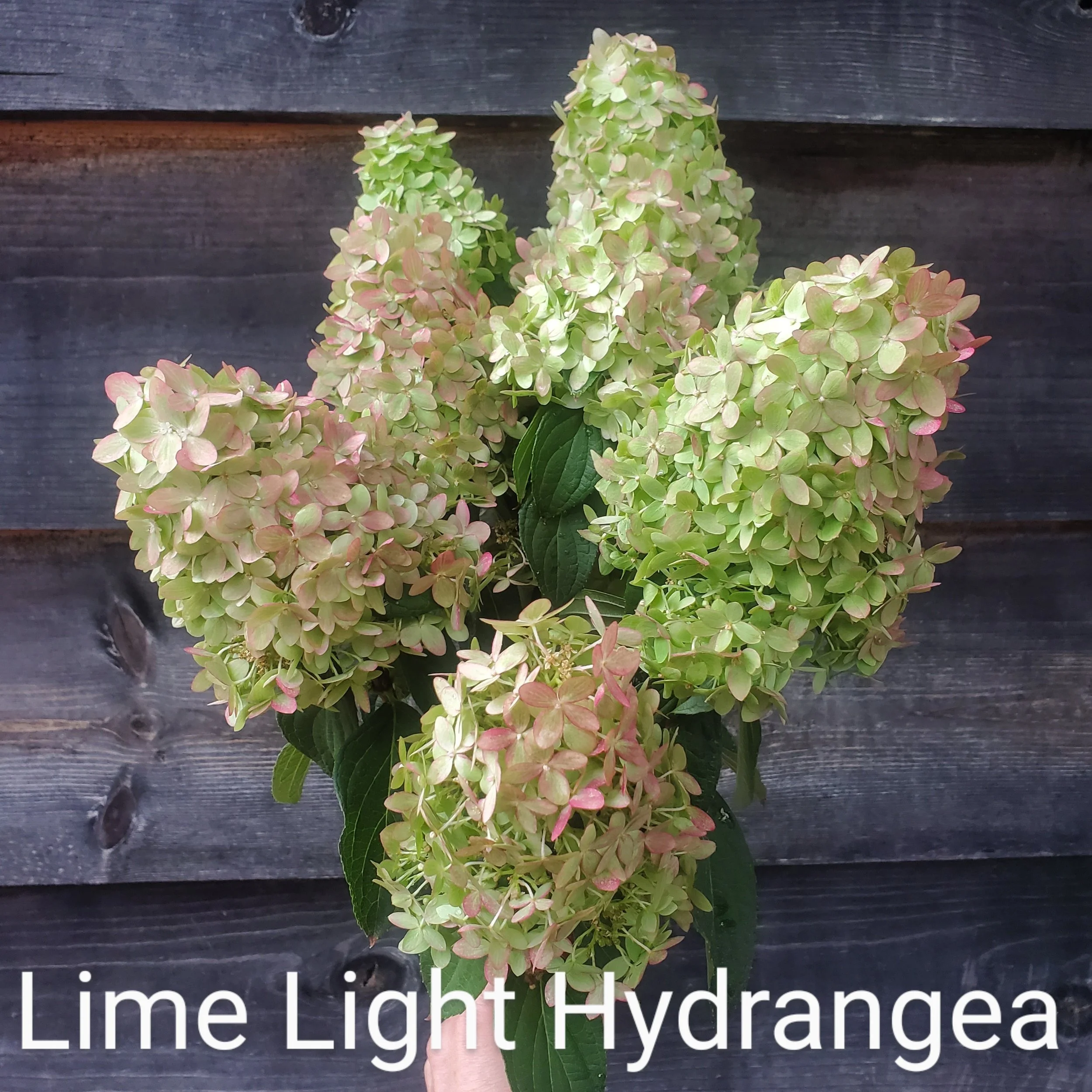 Frog Hollow Flower Farm