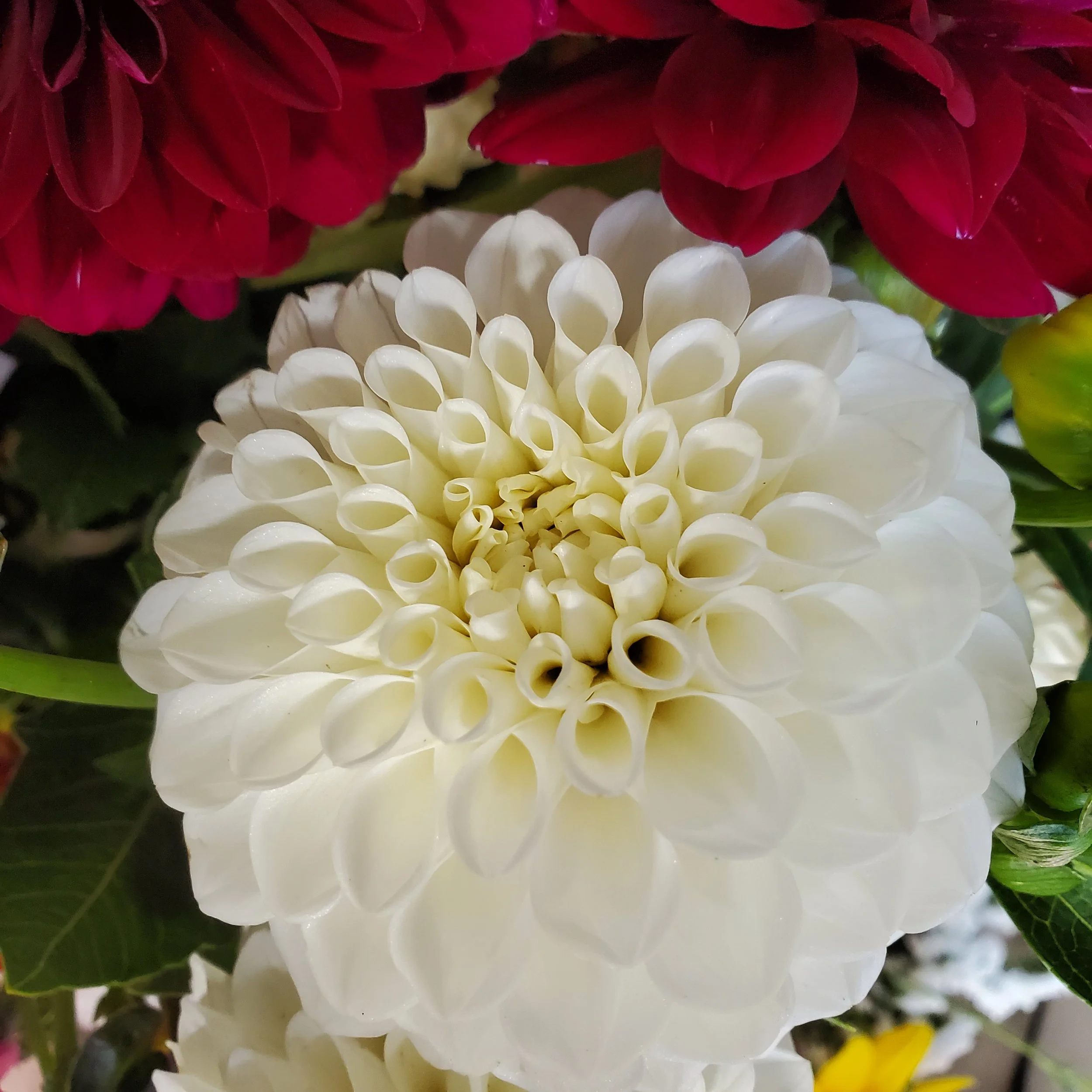 boom boom dahlia.jpg