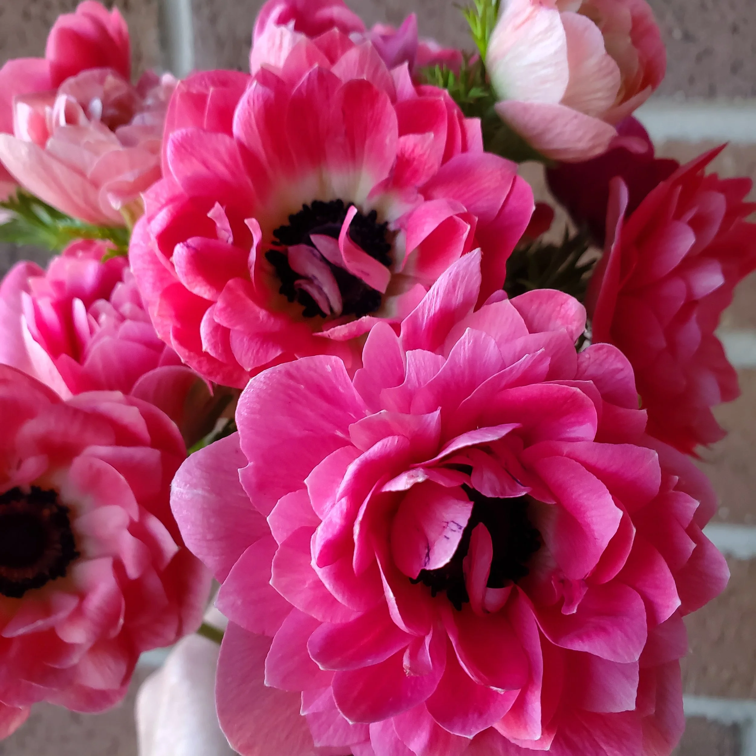 april pink anemone.jpg