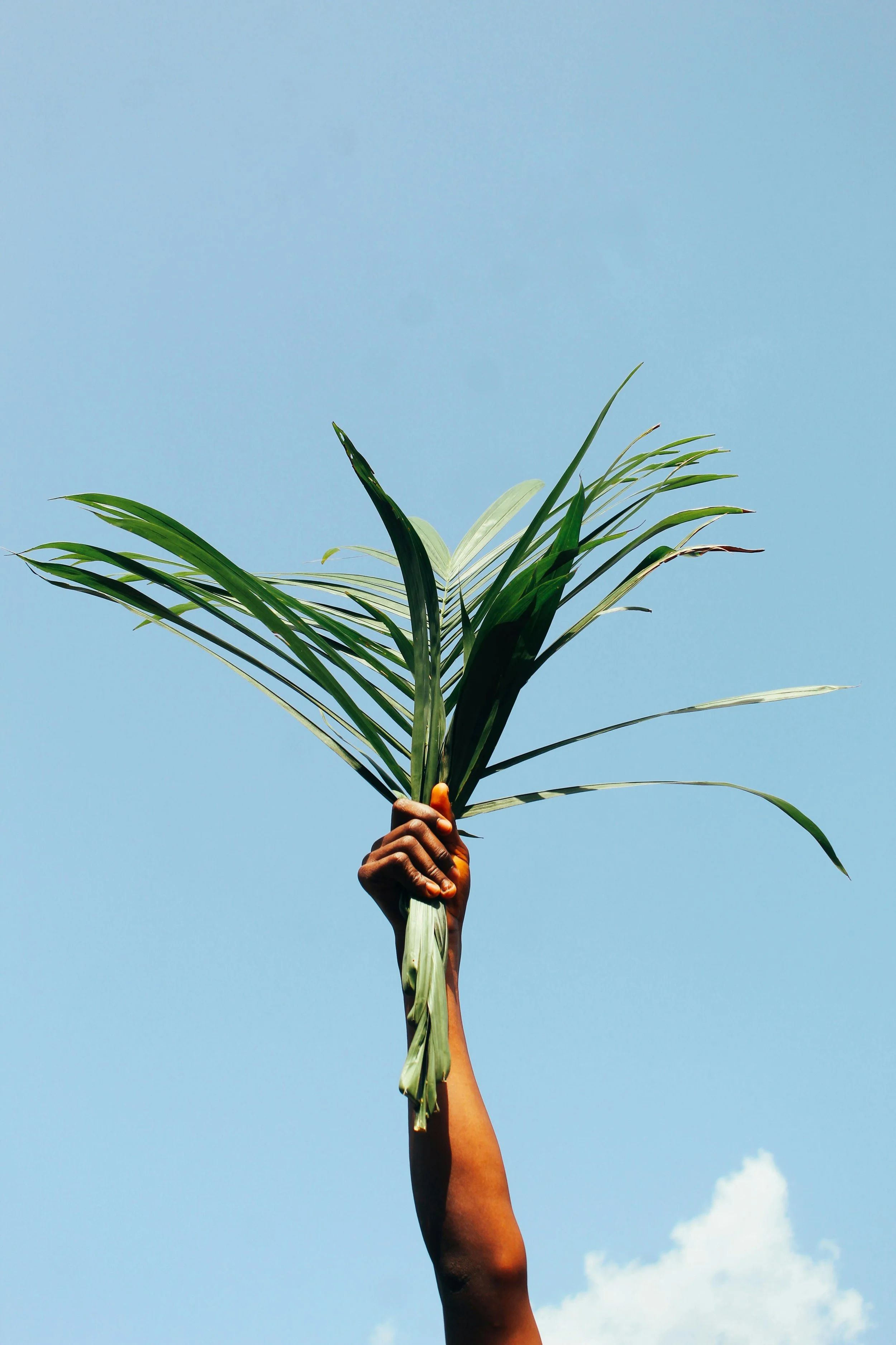 Palm Sunday - The Rev. Brian Petersen