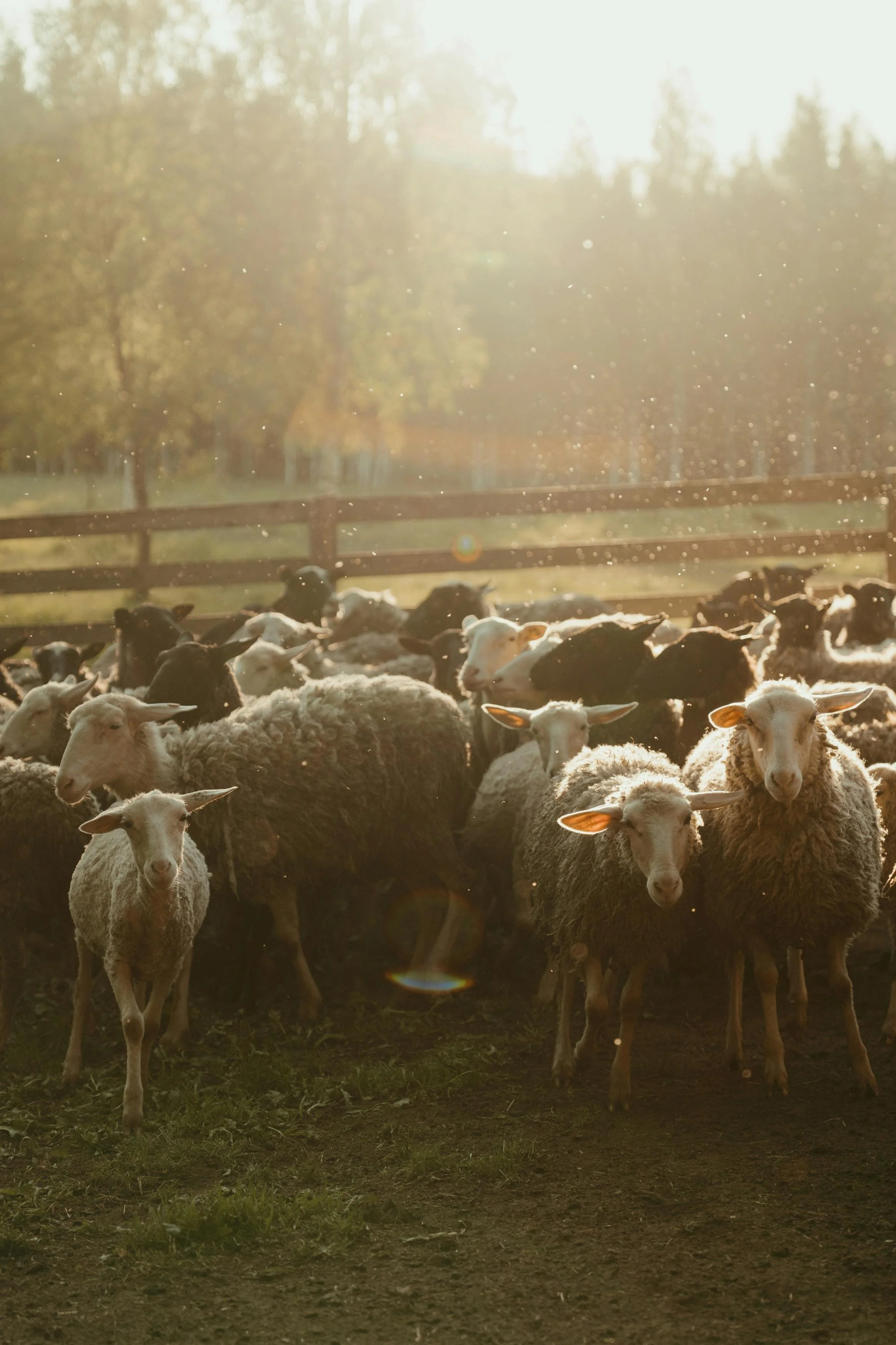 The Shepherd &amp; The Gate - The Rev. Gigi Miller