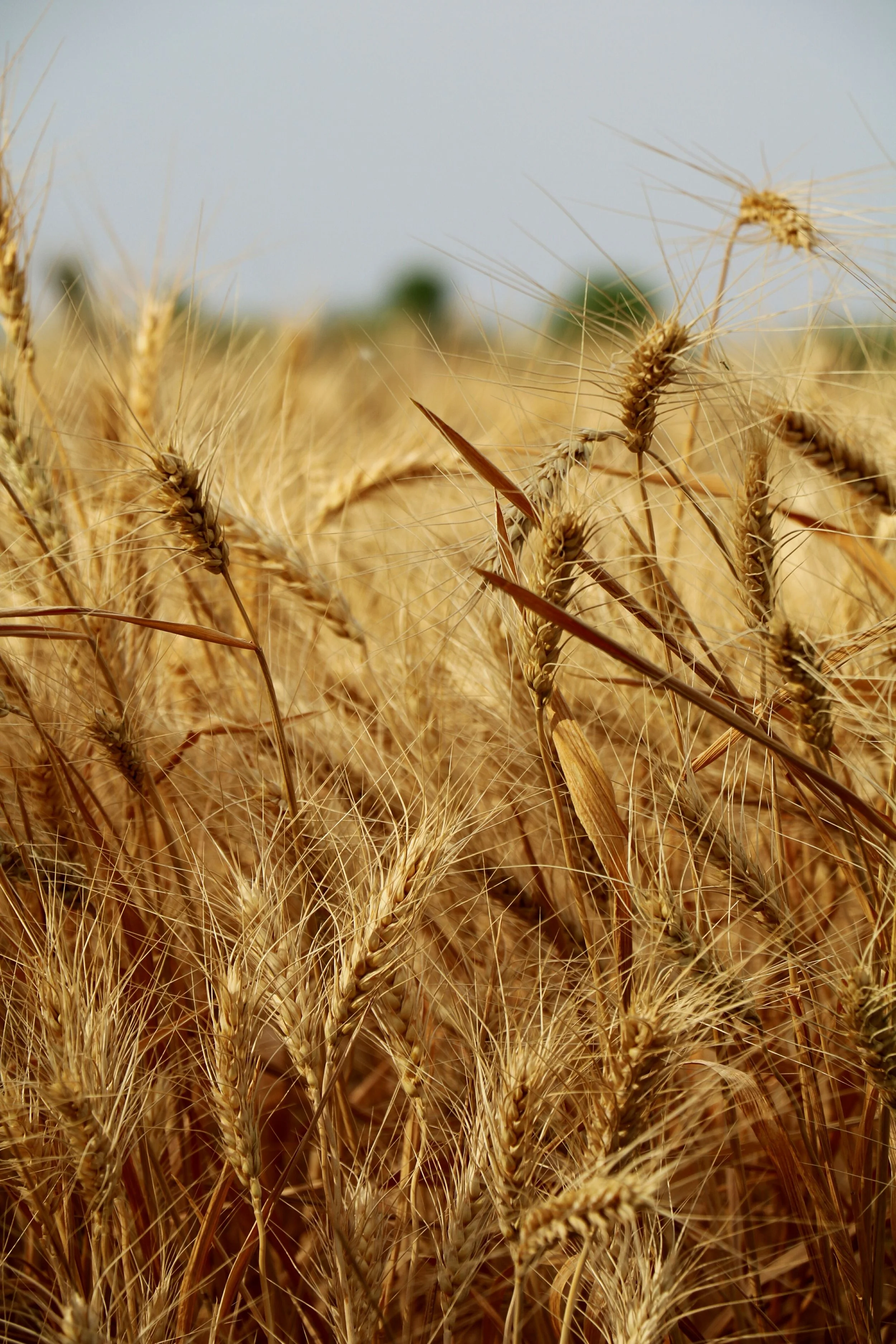 Feed God’s Children - The Rev. Martie Johnson