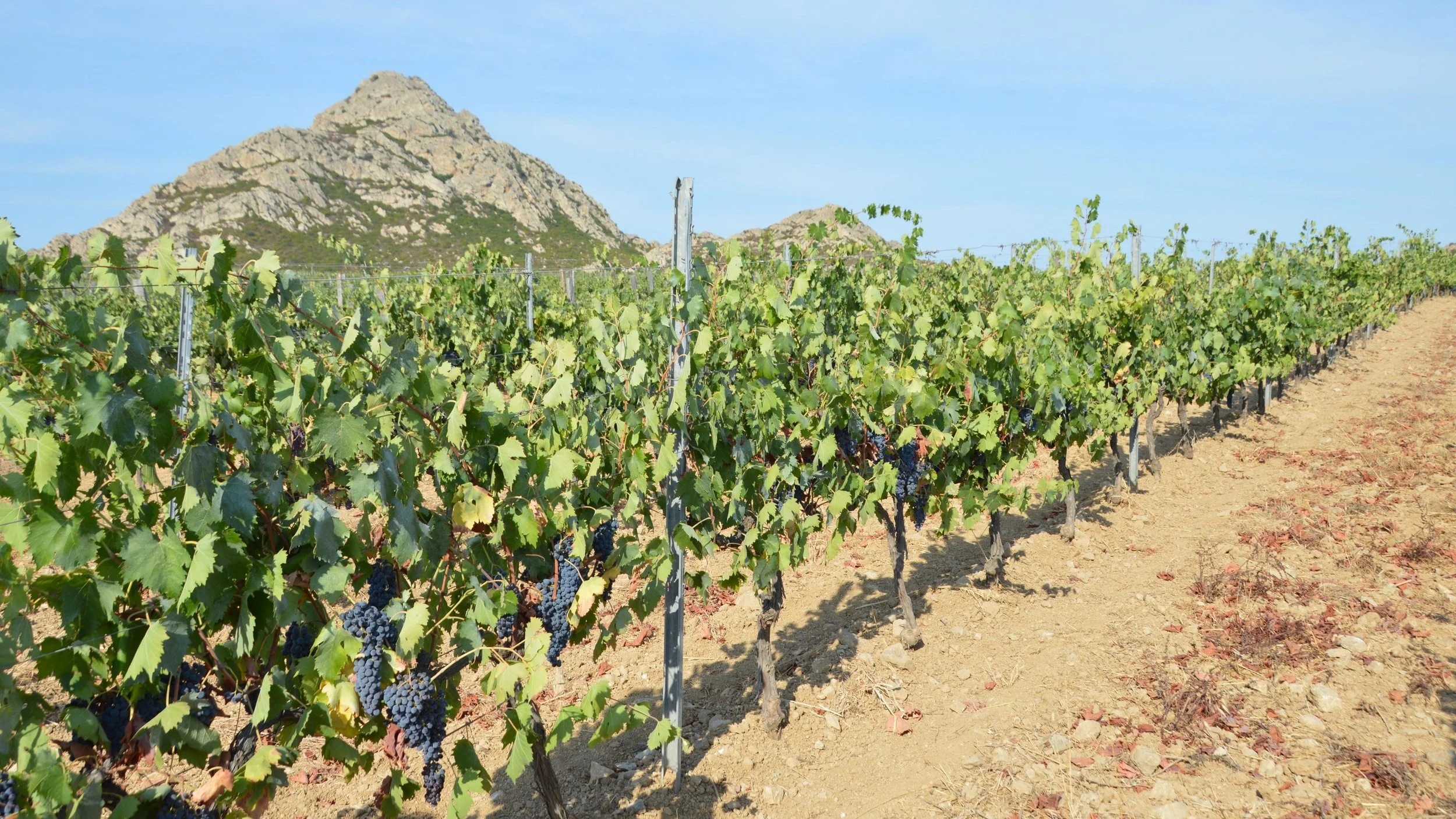 God’s Vineyard - The Rev. Martie Johnson