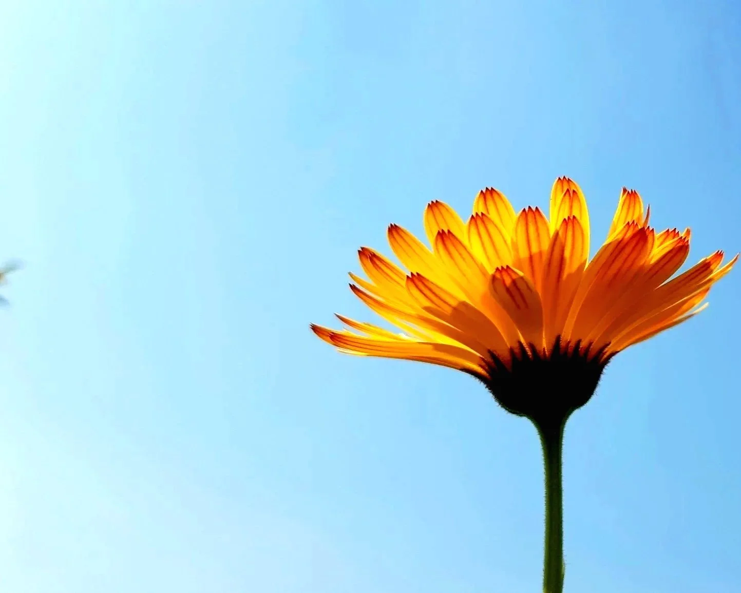 A vibrant yellow flower with orange tips against a clear blue sky. SEE THE RARE.
SHARE THE DATA. CHANGE THE FUTURE.
