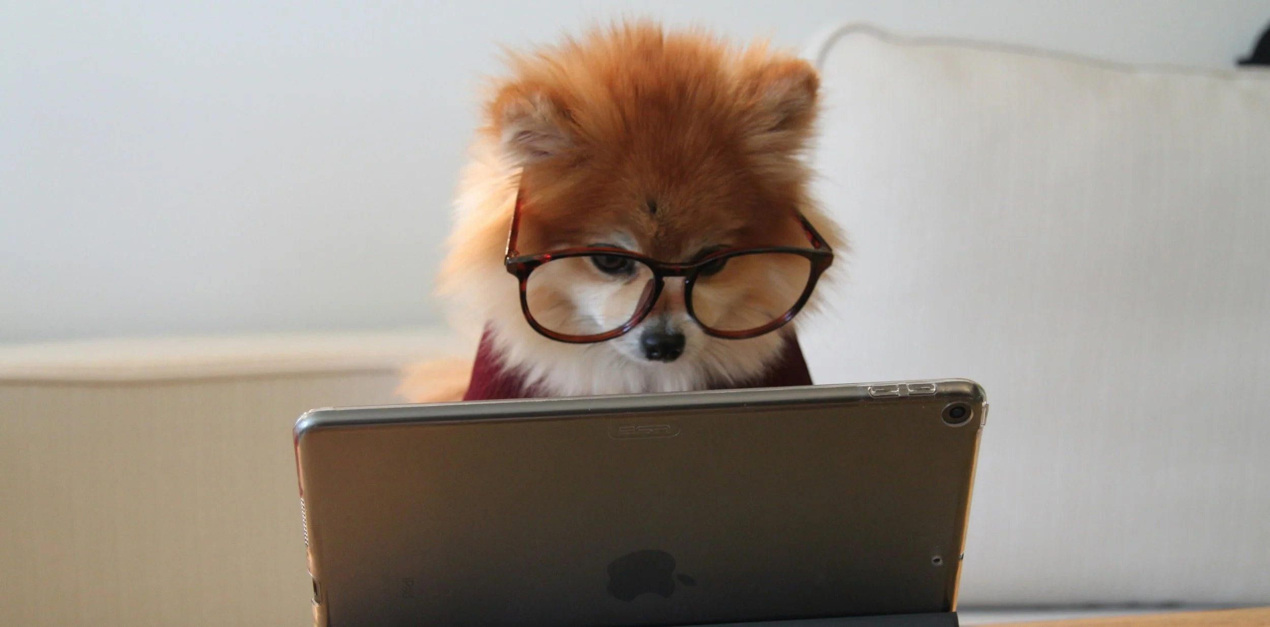 A Pomeranian with reddish brown fur that turns to white around the nose and mouth, wearing oversized human glasses and looking at an ipad as if it is doing work.