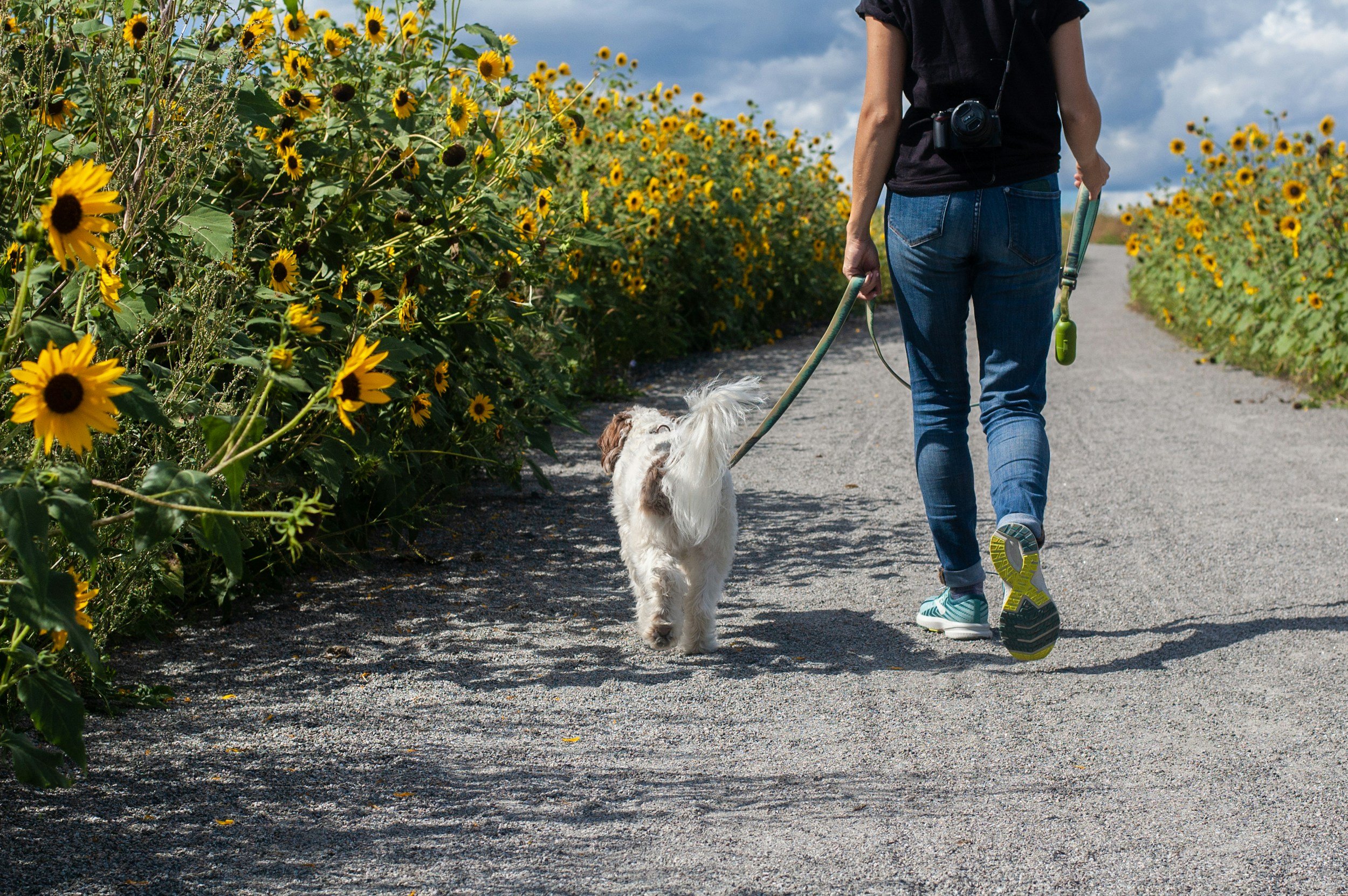 Why Every Dog Benefits From Structured Dog Walking — And How DW K9 Trainer Elevates the Experience