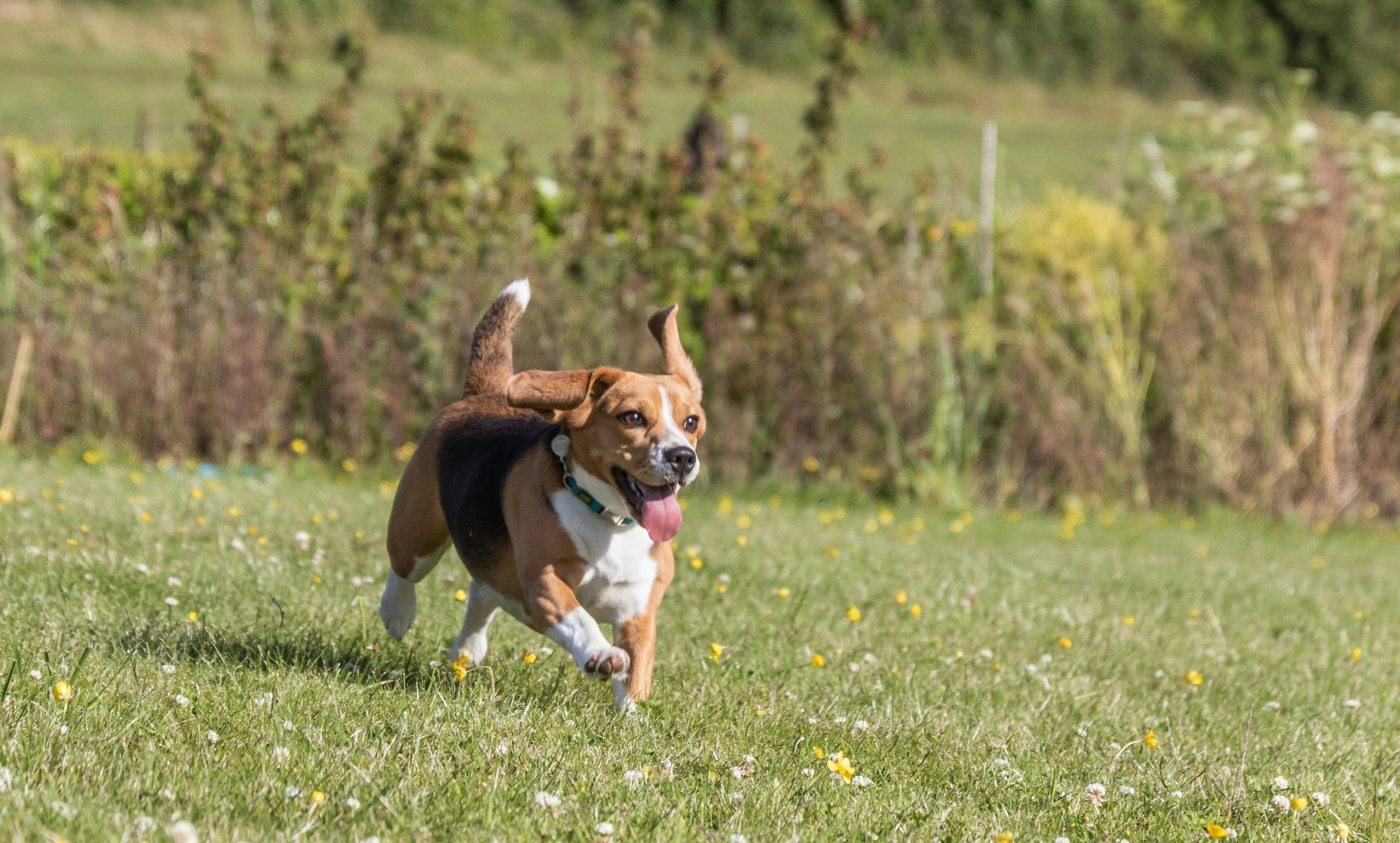 Why “More Exercise” Isn’t Fixing Your Dog’s Behavior