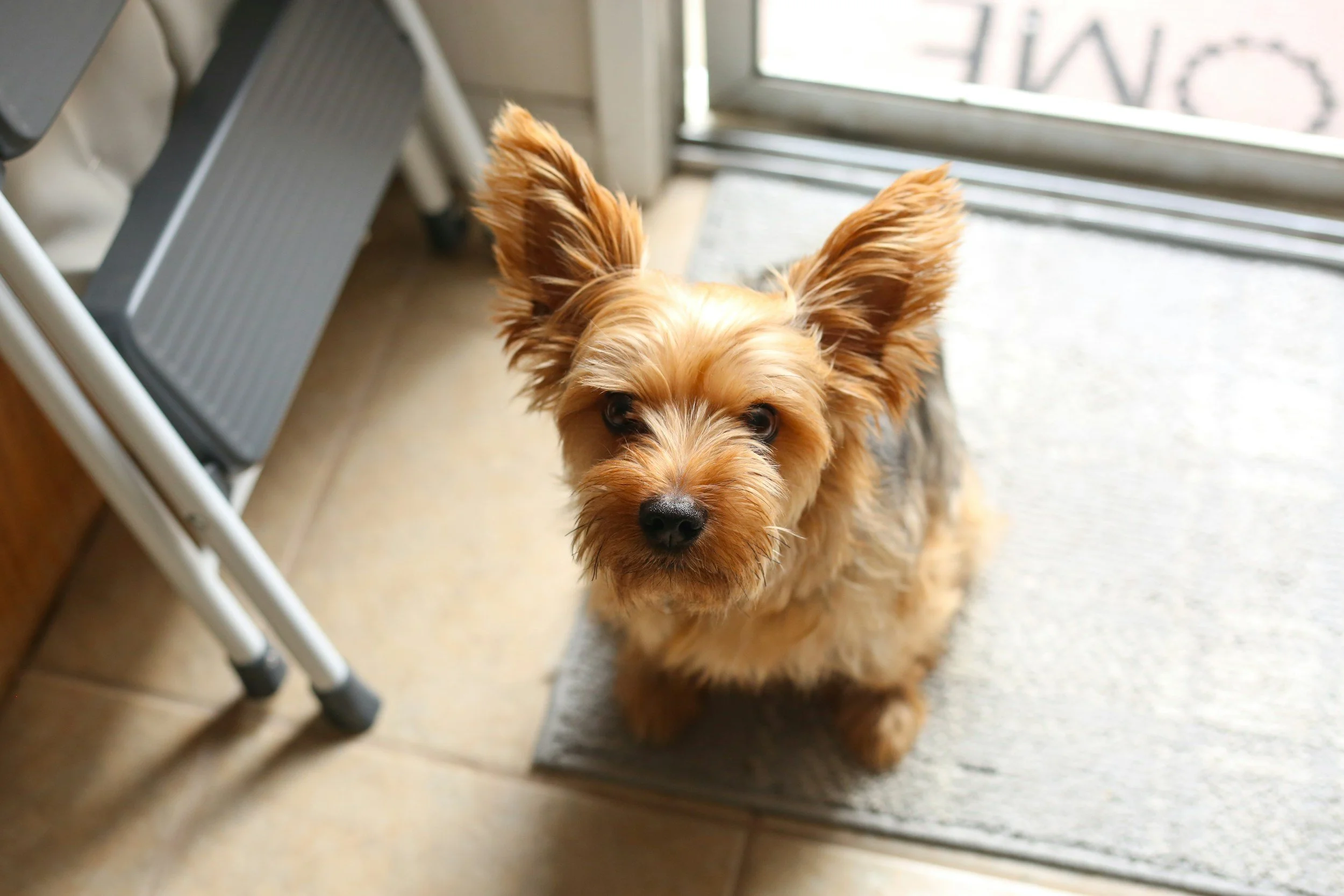 In‑Home Dog Training vs. Group Classes: Which Is Better for Your Dog?