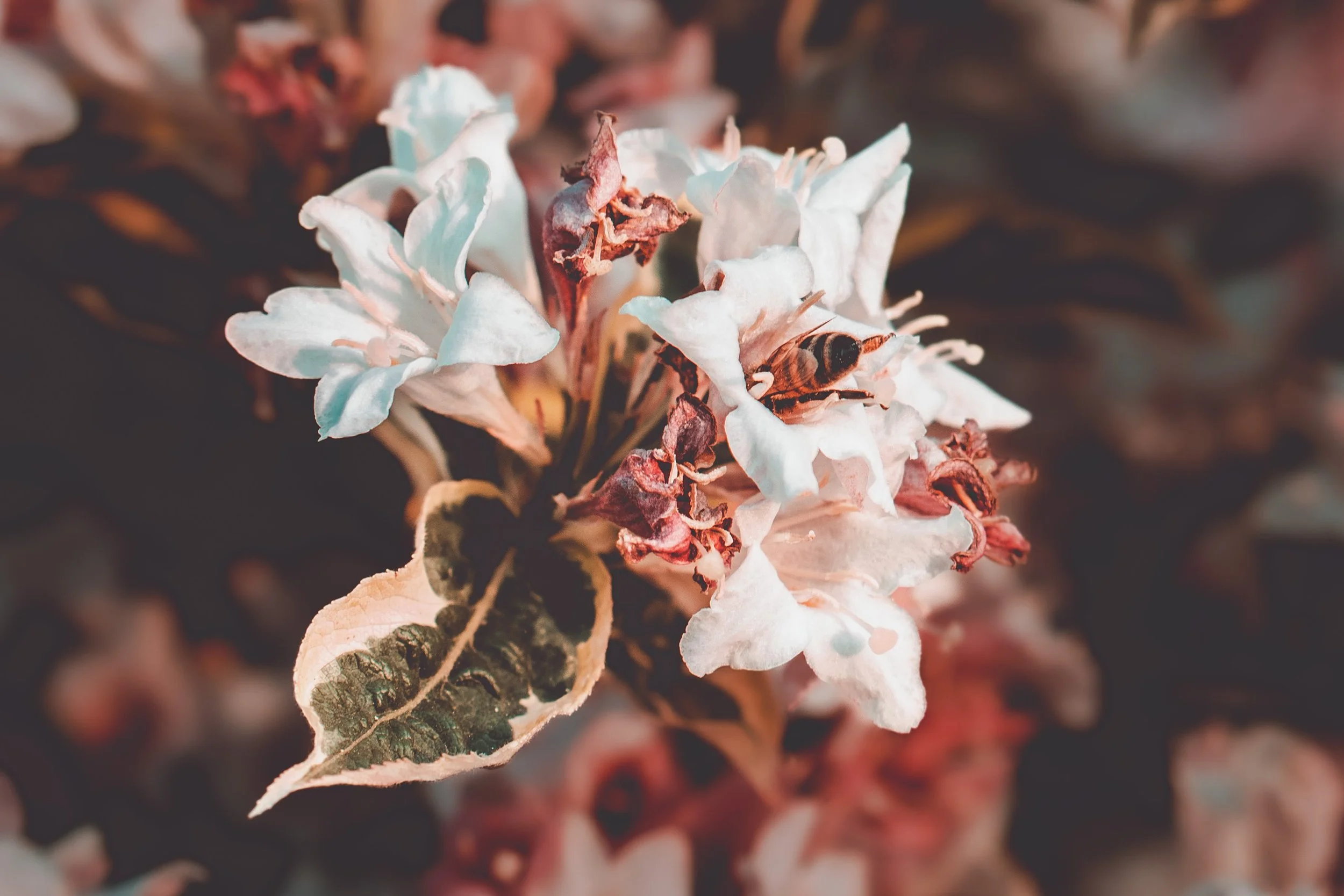 Nature-2.jpg