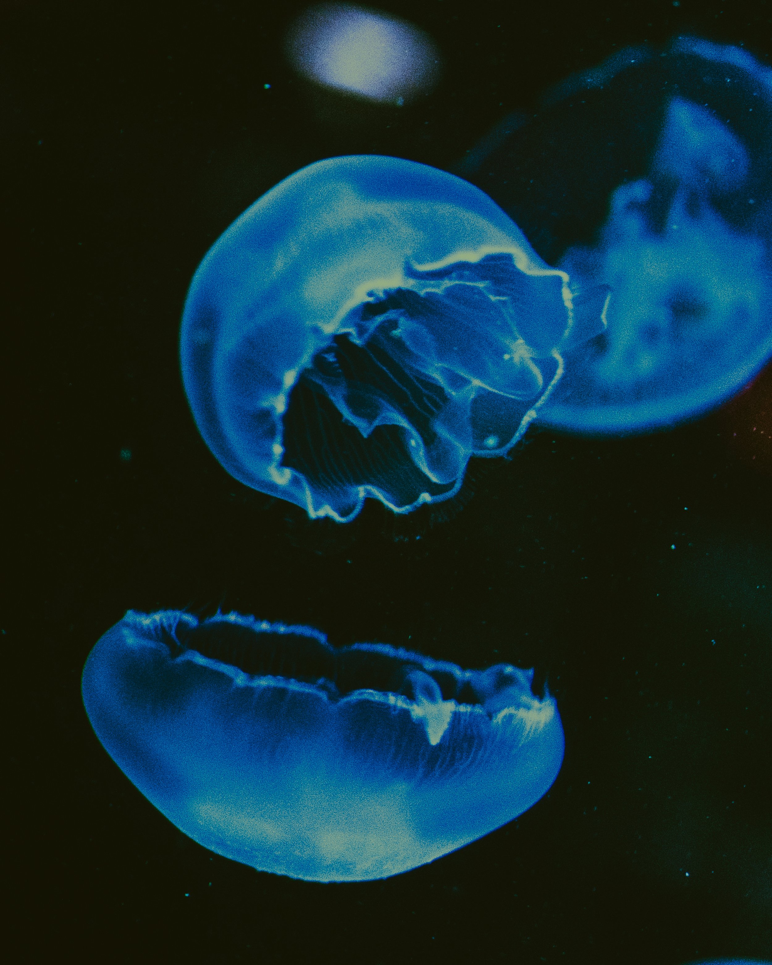 jelly.jpg