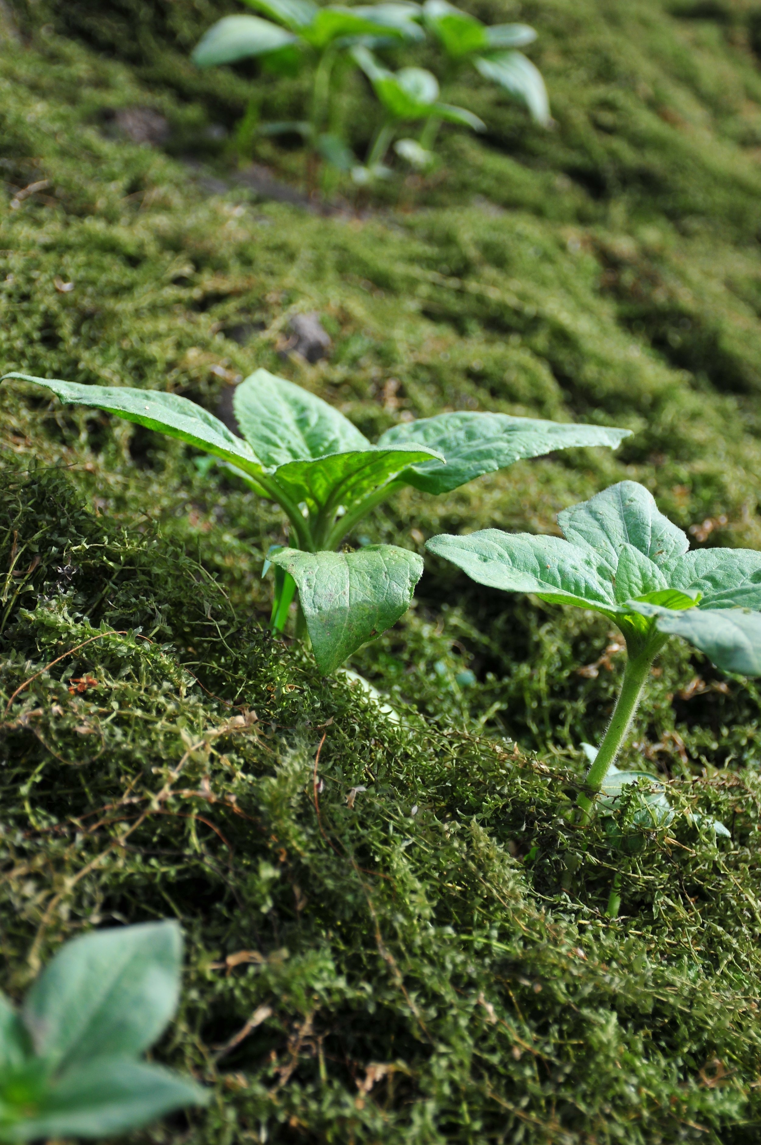 sunflowers+emerge+through+oxygen+weed+mulch.jpg