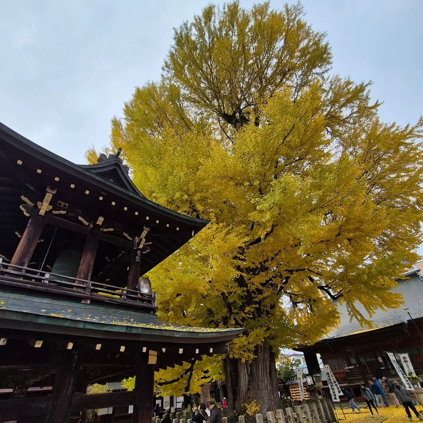 This spectacular ginkgo tree in the equally beautiful city of Takayama is thought to be over 1250 years old. 🍂

#takayama #visittakayama #hidakokubunji #autumn #fall #fallleaves #autumn #japan #japantravel #traveljapan #thejapanconcierge