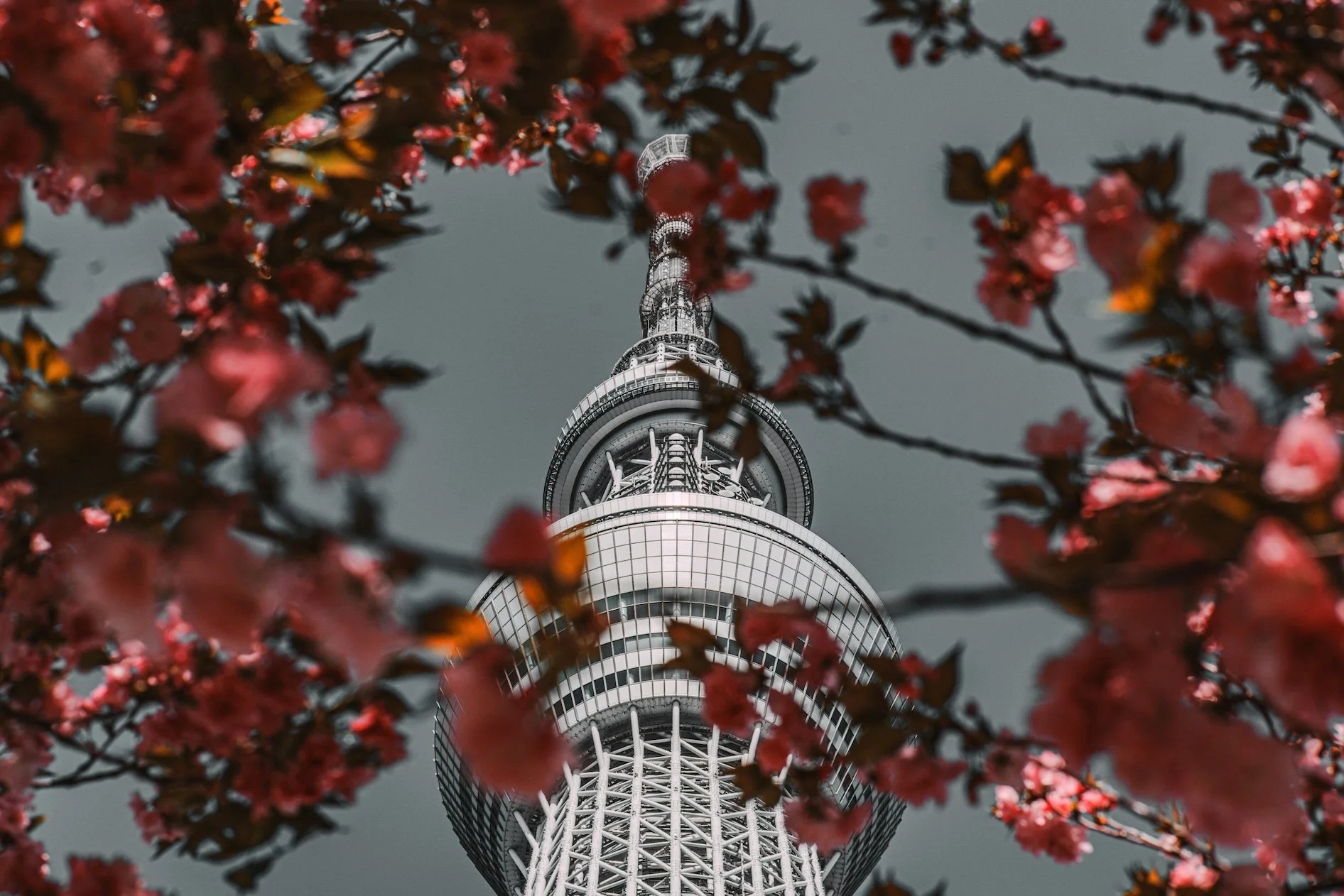 Tokyo Sky Tree and cherry Blossoms