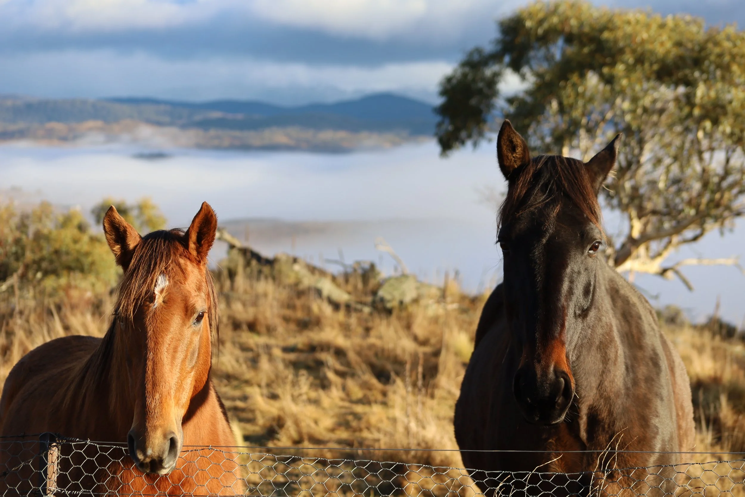 Two Horses.jpg